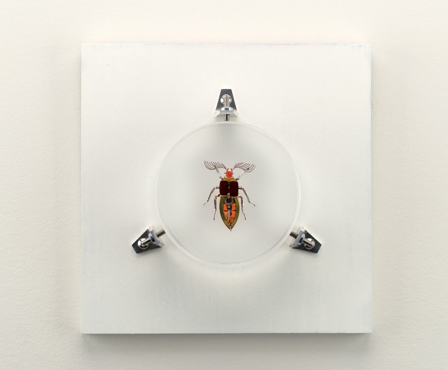 Giant Click Beetle, 2023