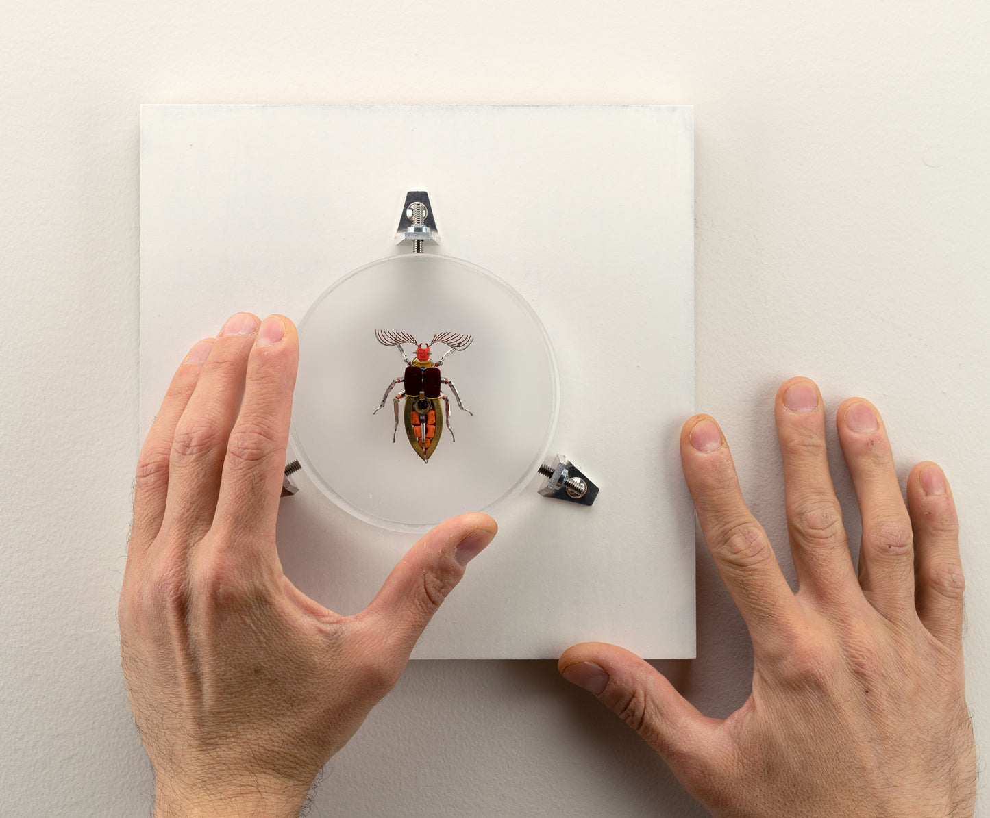 Giant Click Beetle, 2023