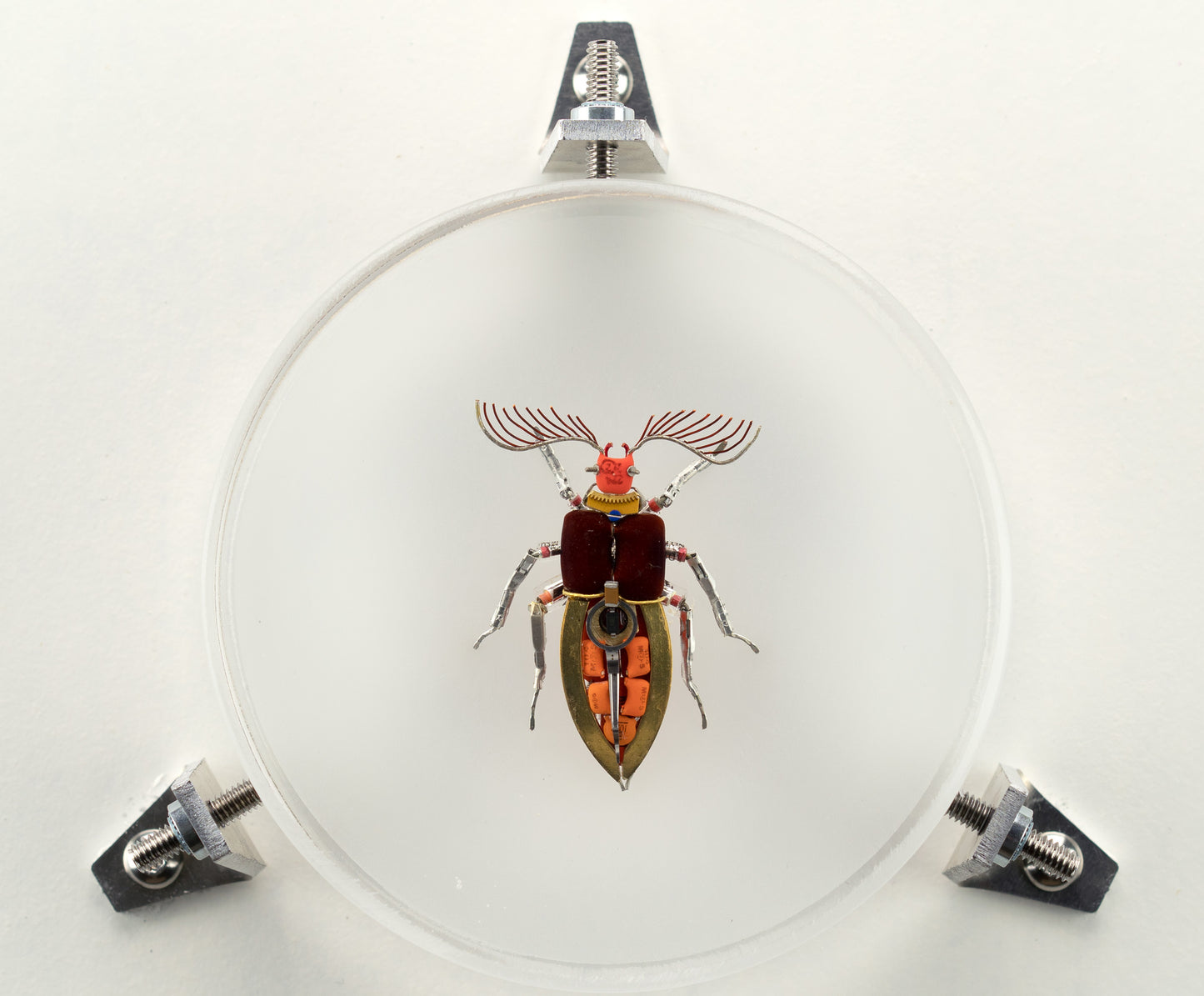 Giant Click Beetle, 2023