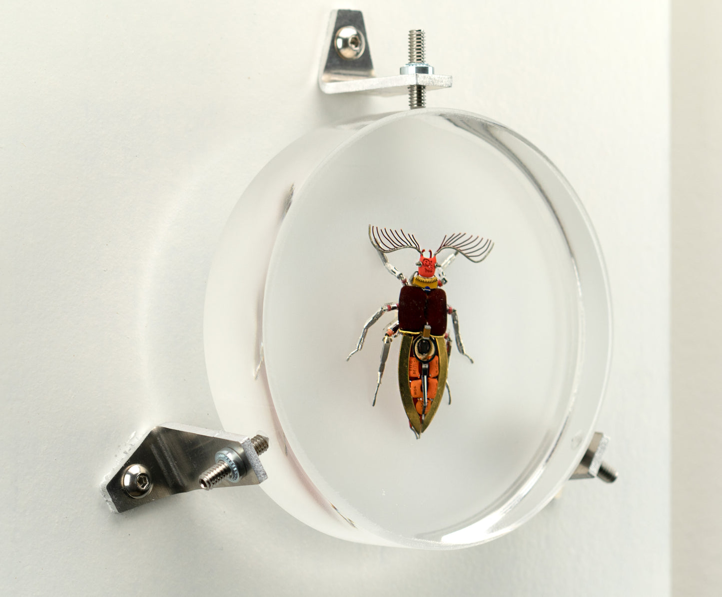 Giant Click Beetle, 2023