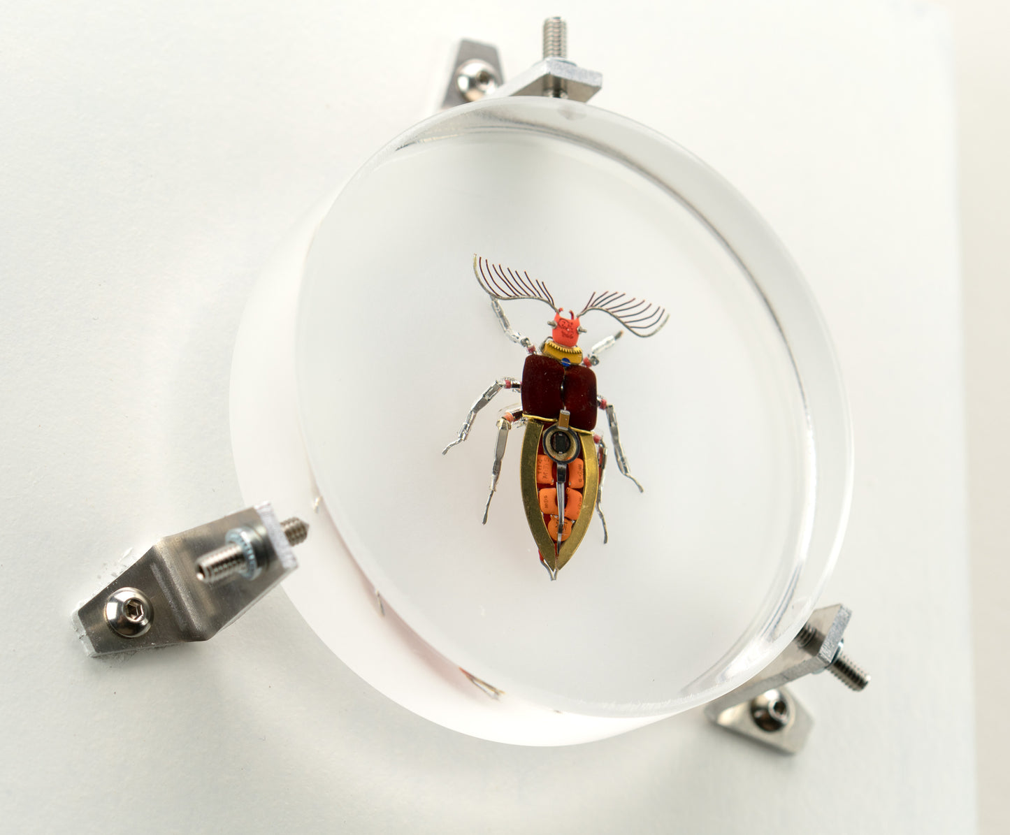 Giant Click Beetle, 2023