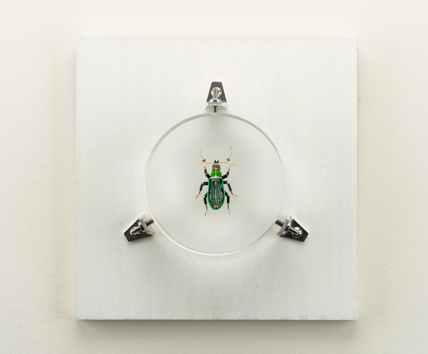 Green Leaf Weevil, 2023