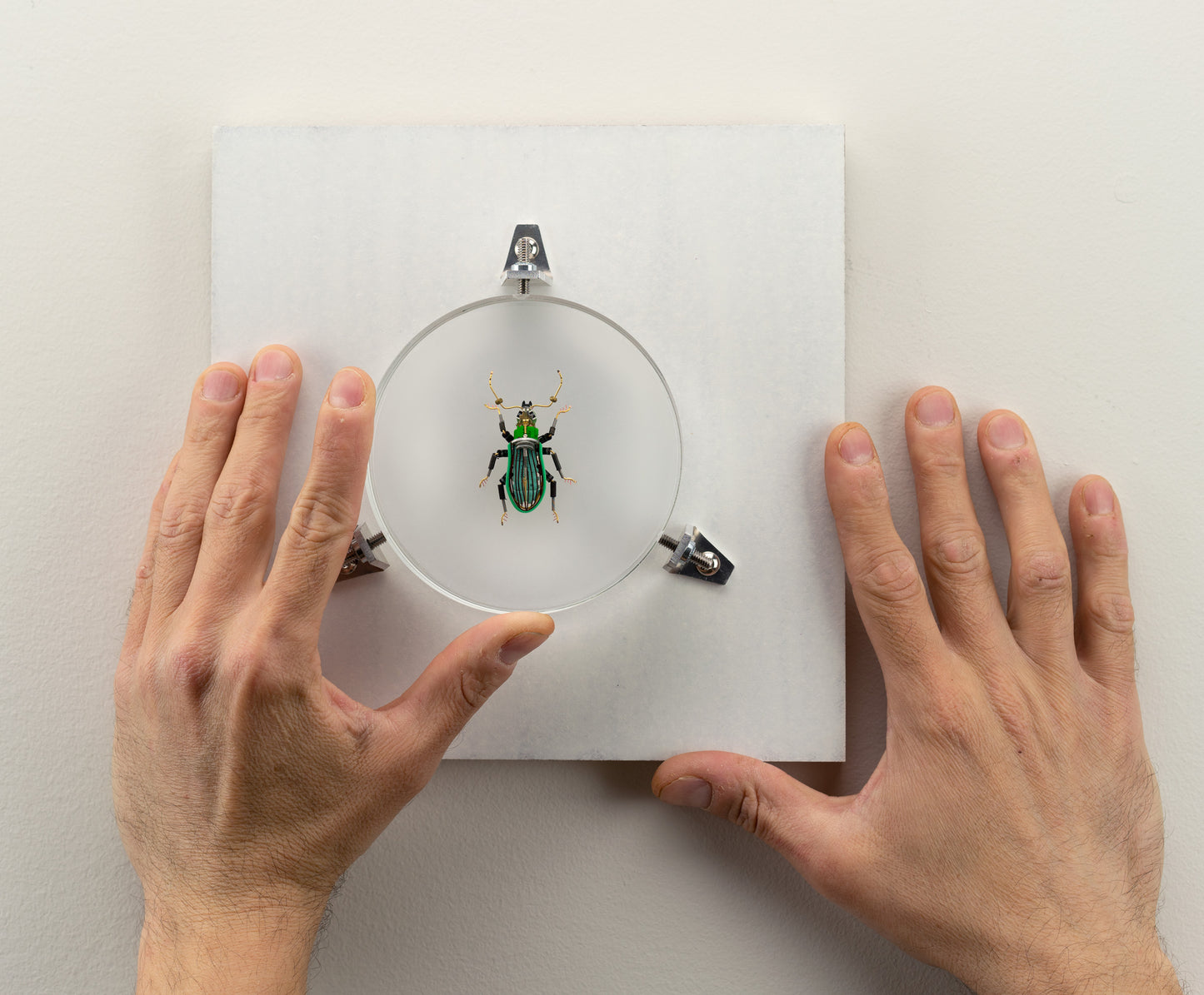 Green Leaf Weevil, 2023
