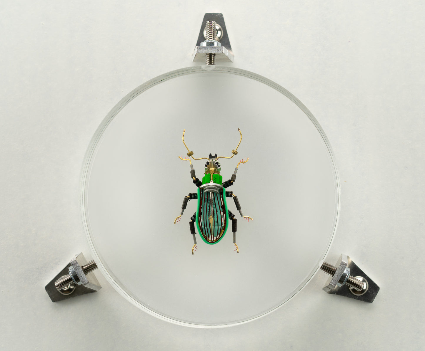 Green Leaf Weevil, 2023