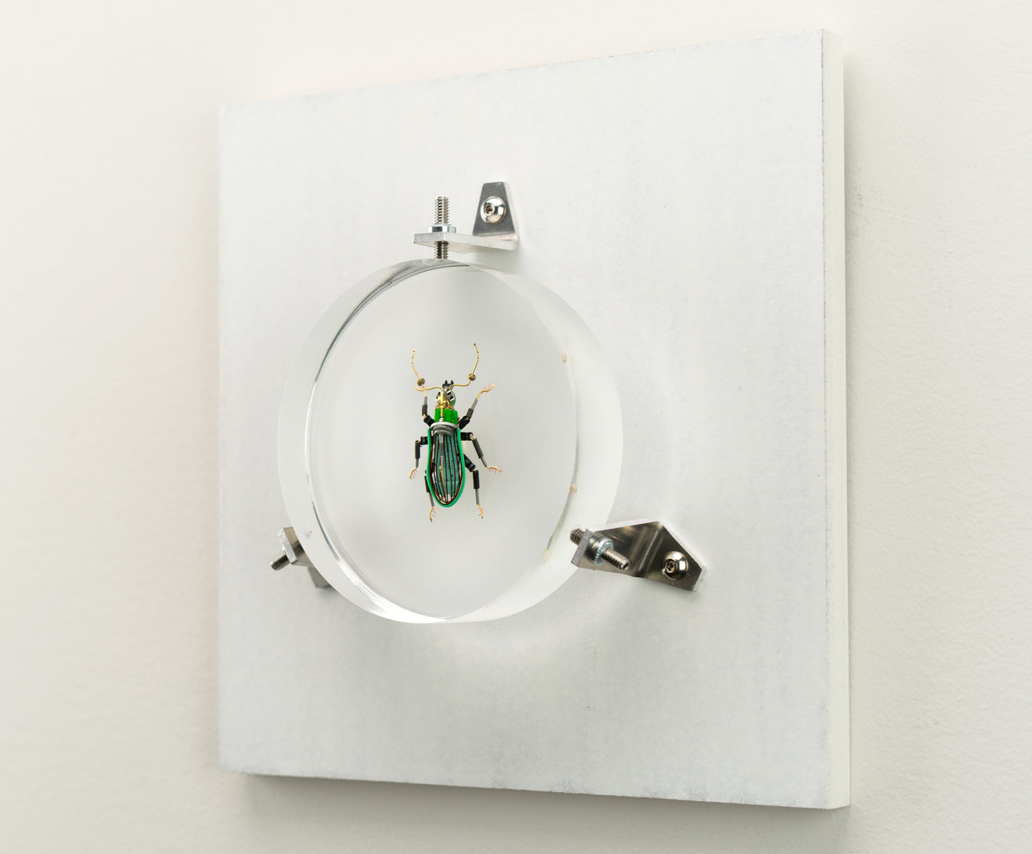 Green Leaf Weevil, 2023