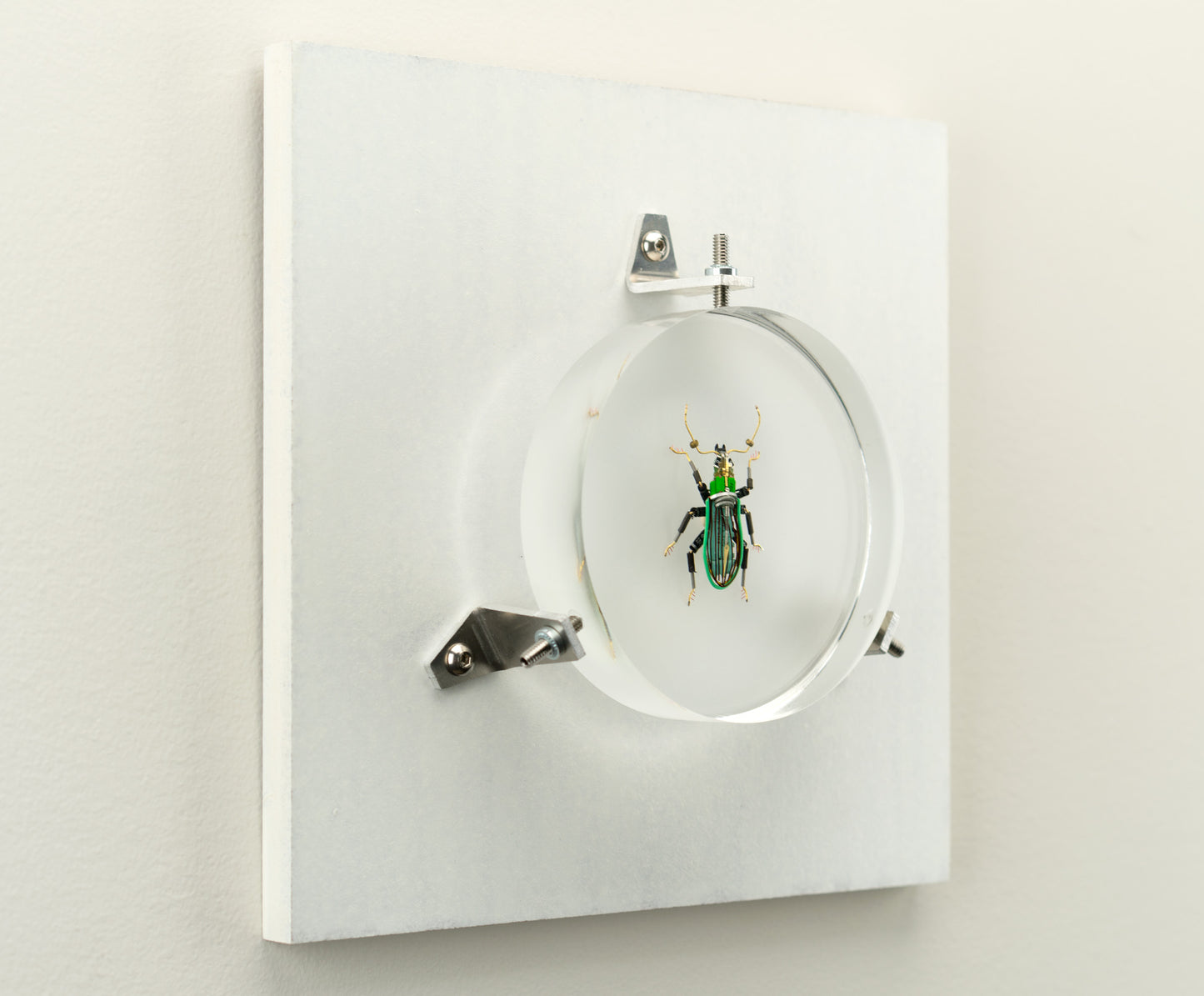 Green Leaf Weevil, 2023