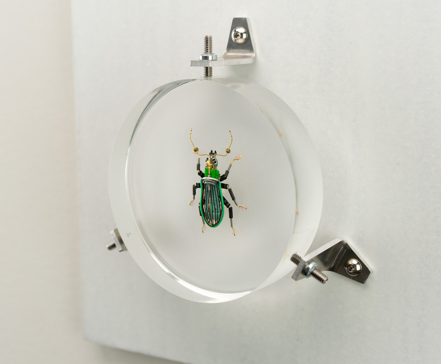 Green Leaf Weevil, 2023