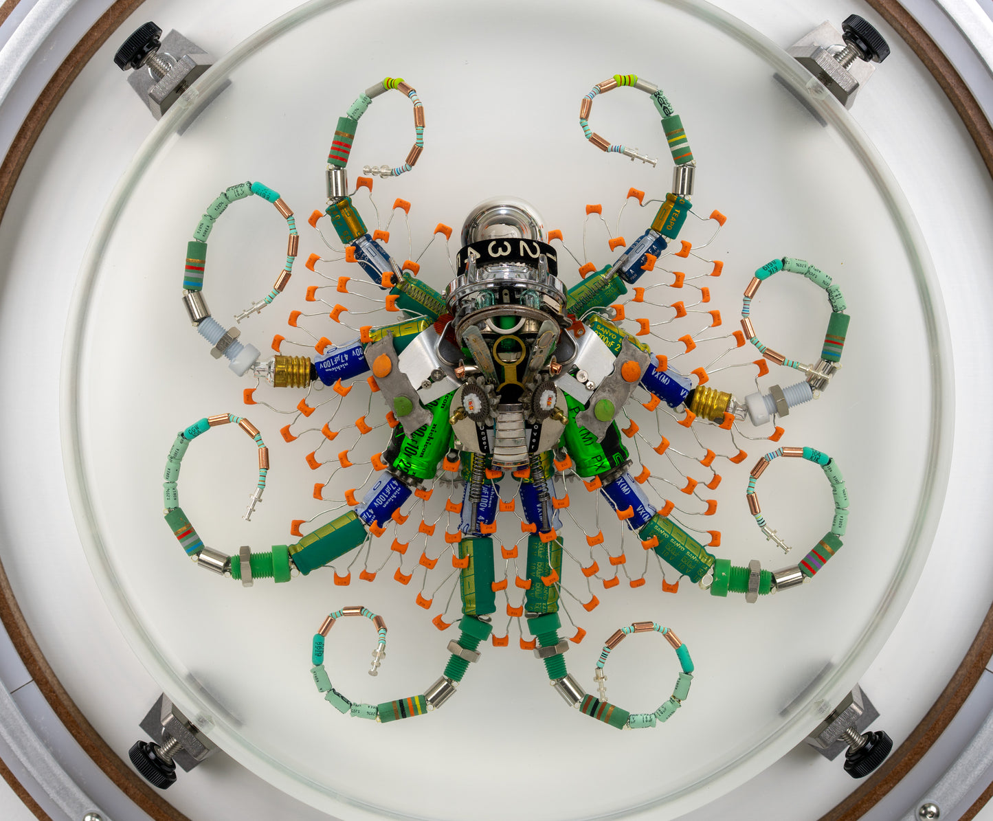 Optic Encoder Octopus (Tube-Head Cephalopod), 2024