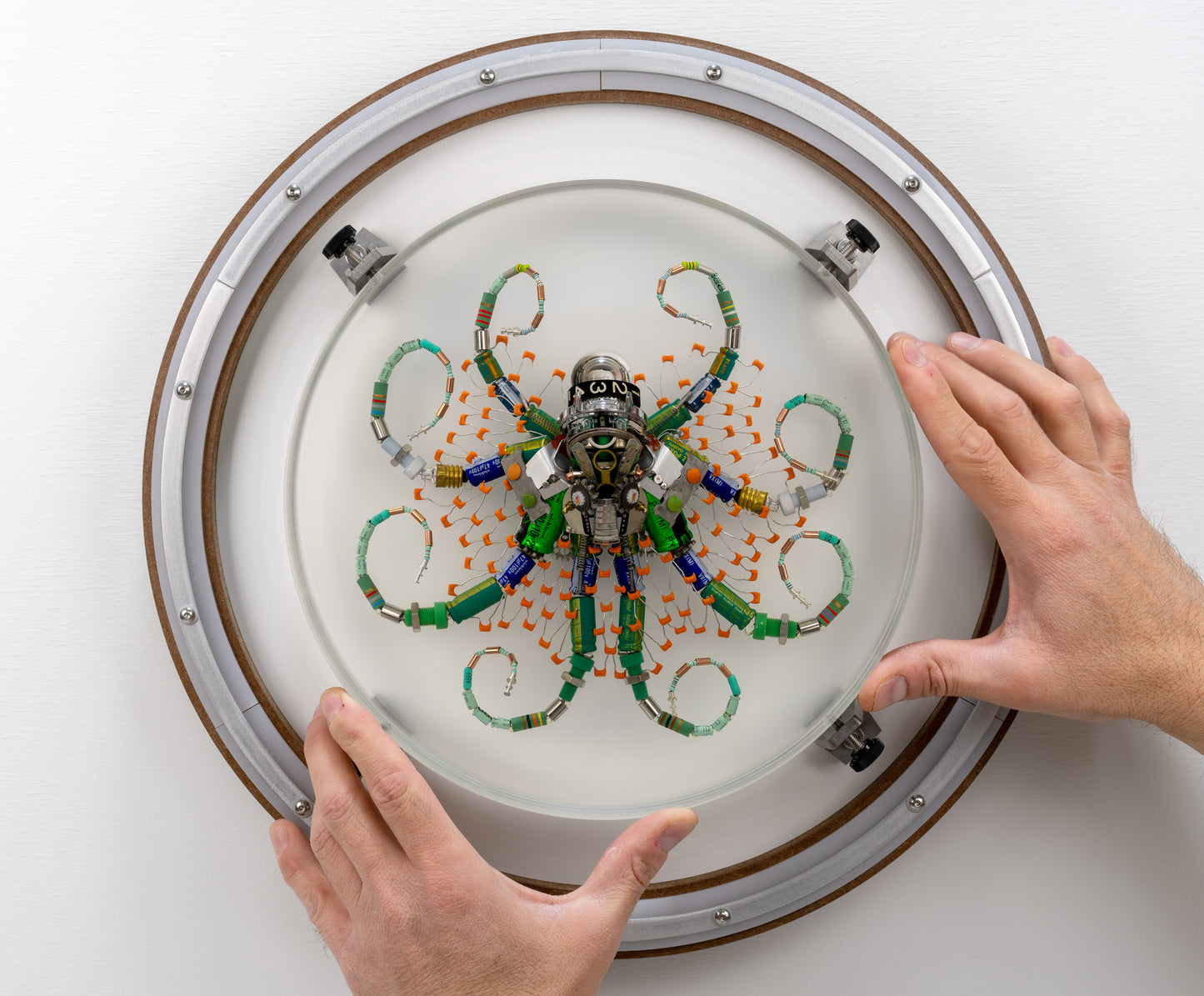 Optic Encoder Octopus (Tube-Head Cephalopod), 2024