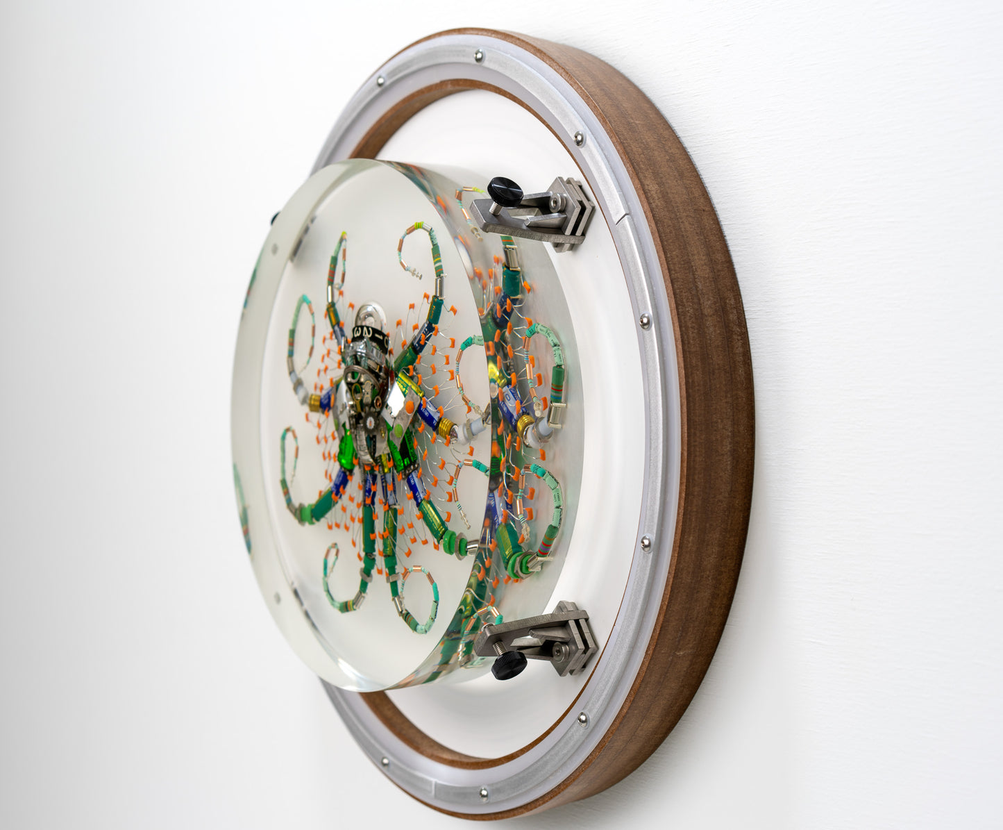 Optic Encoder Octopus (Tube-Head Cephalopod), 2024