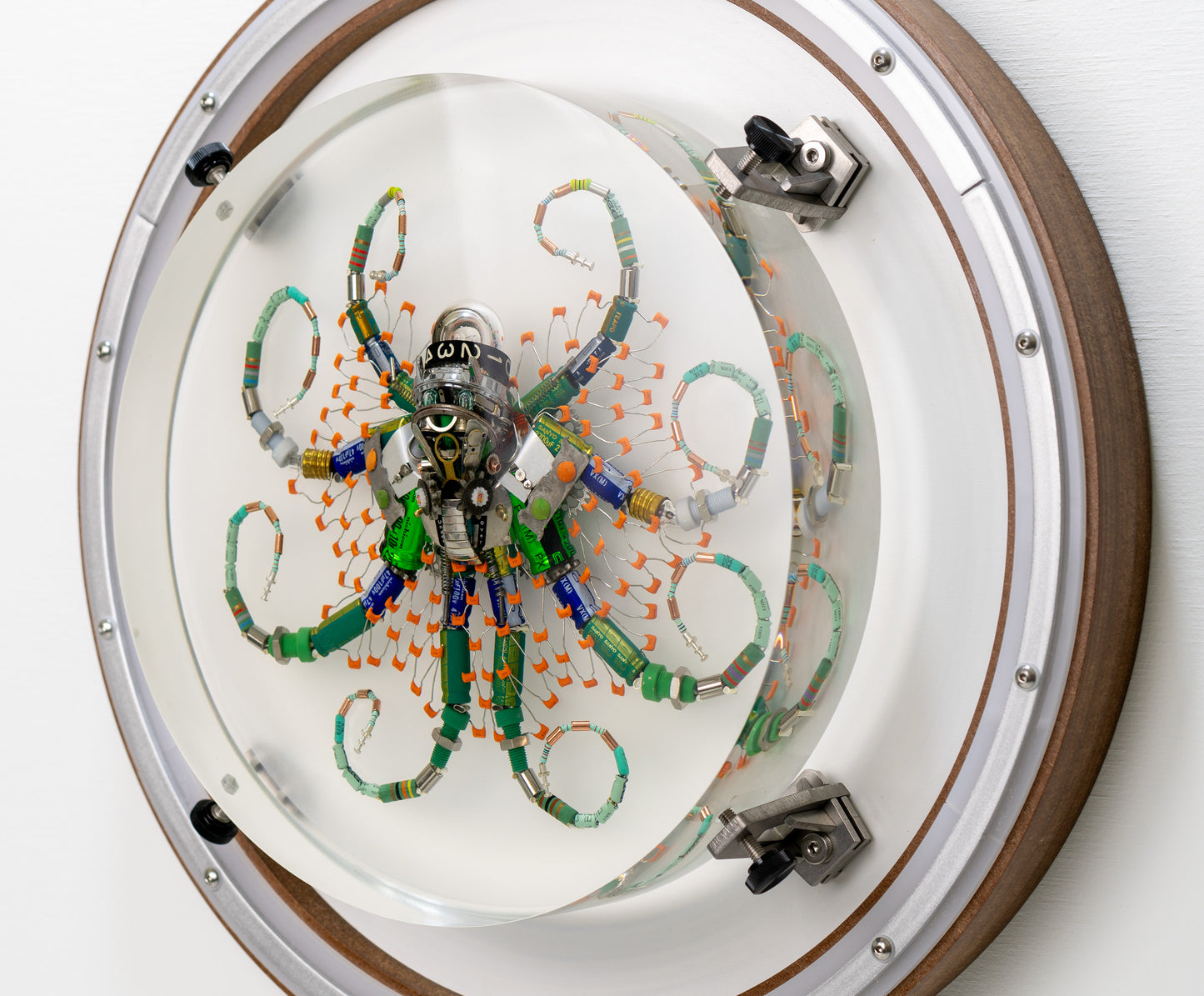 Optic Encoder Octopus (Tube-Head Cephalopod), 2024