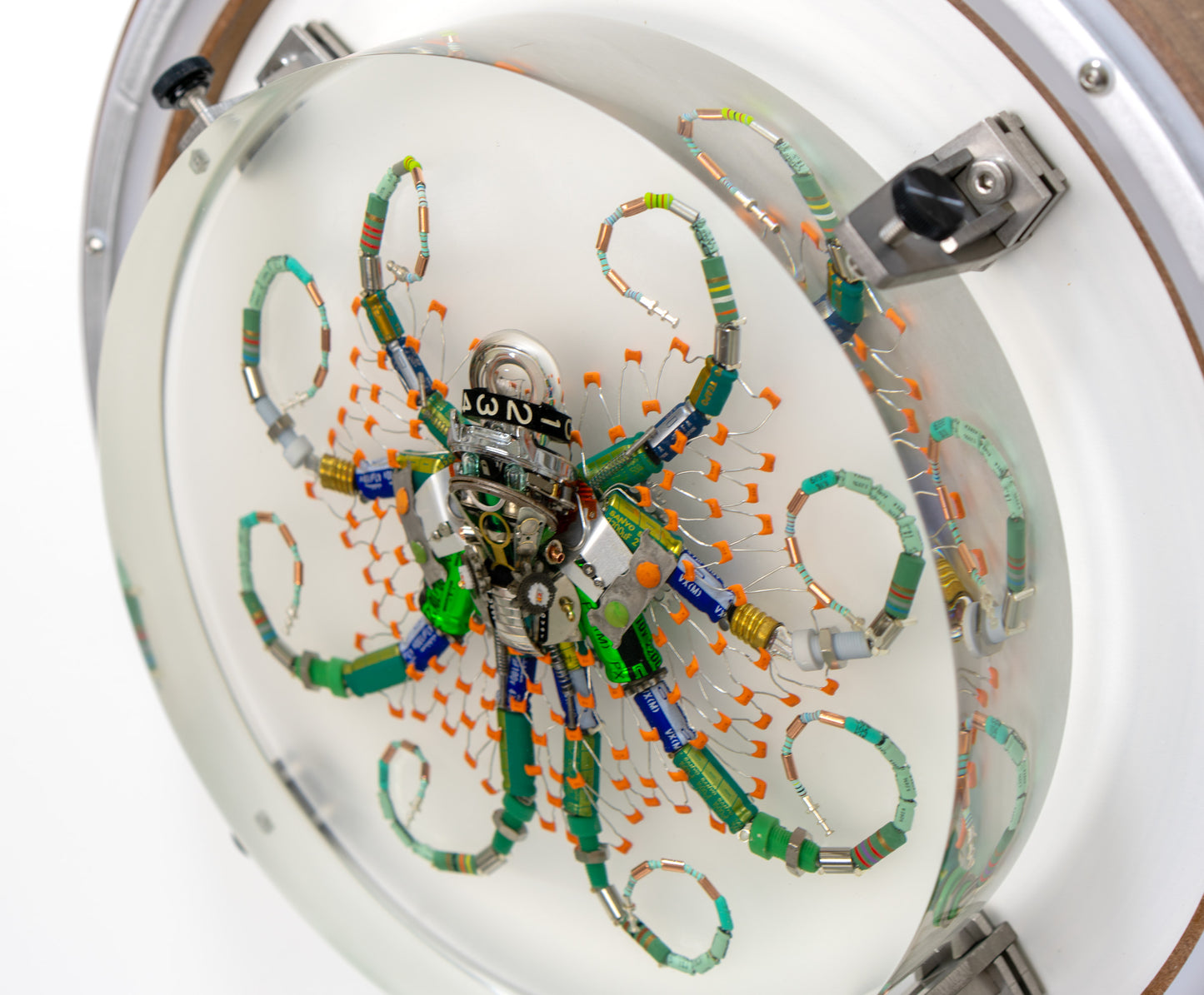 Optic Encoder Octopus (Tube-Head Cephalopod), 2024