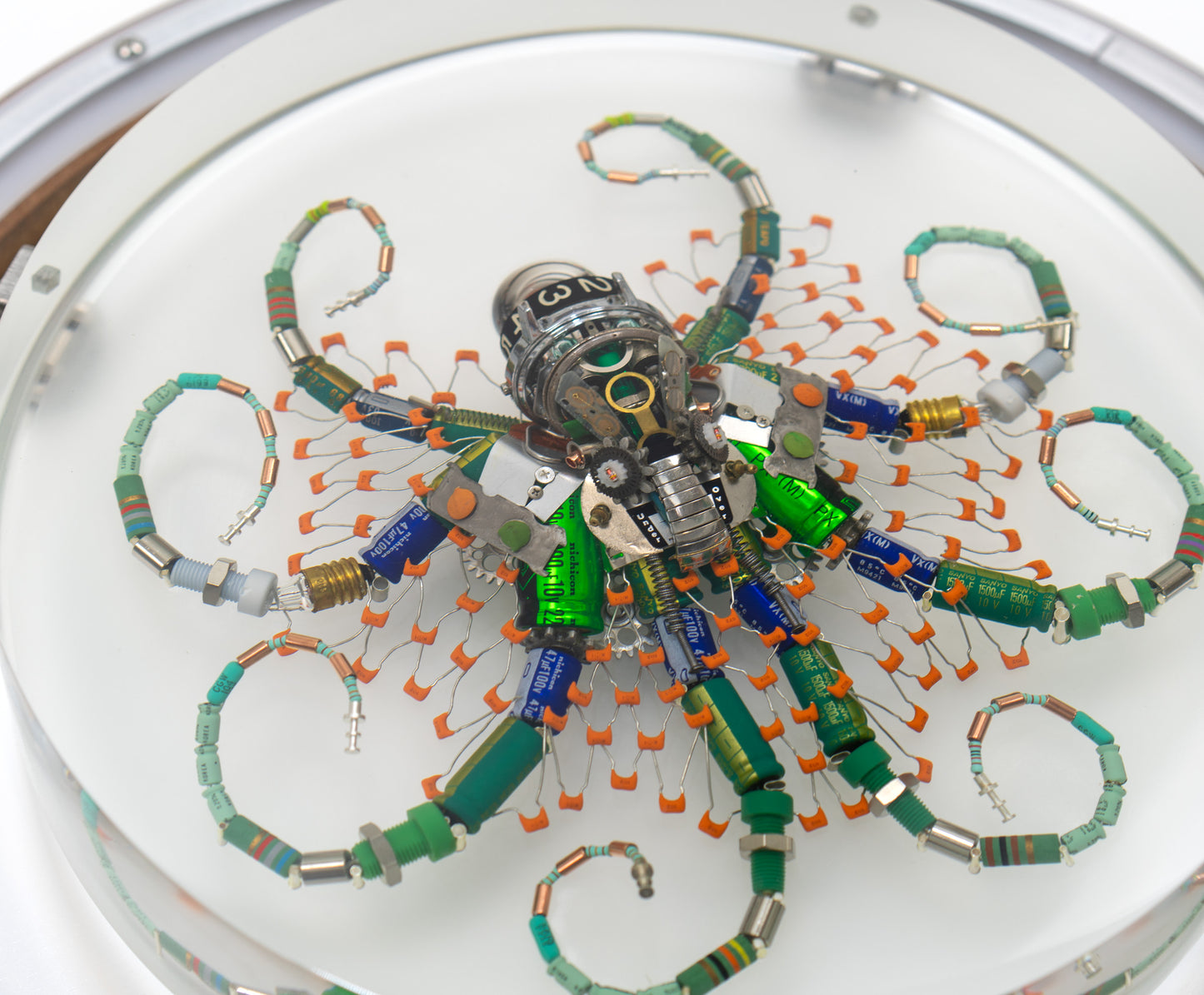 Optic Encoder Octopus (Tube-Head Cephalopod), 2024