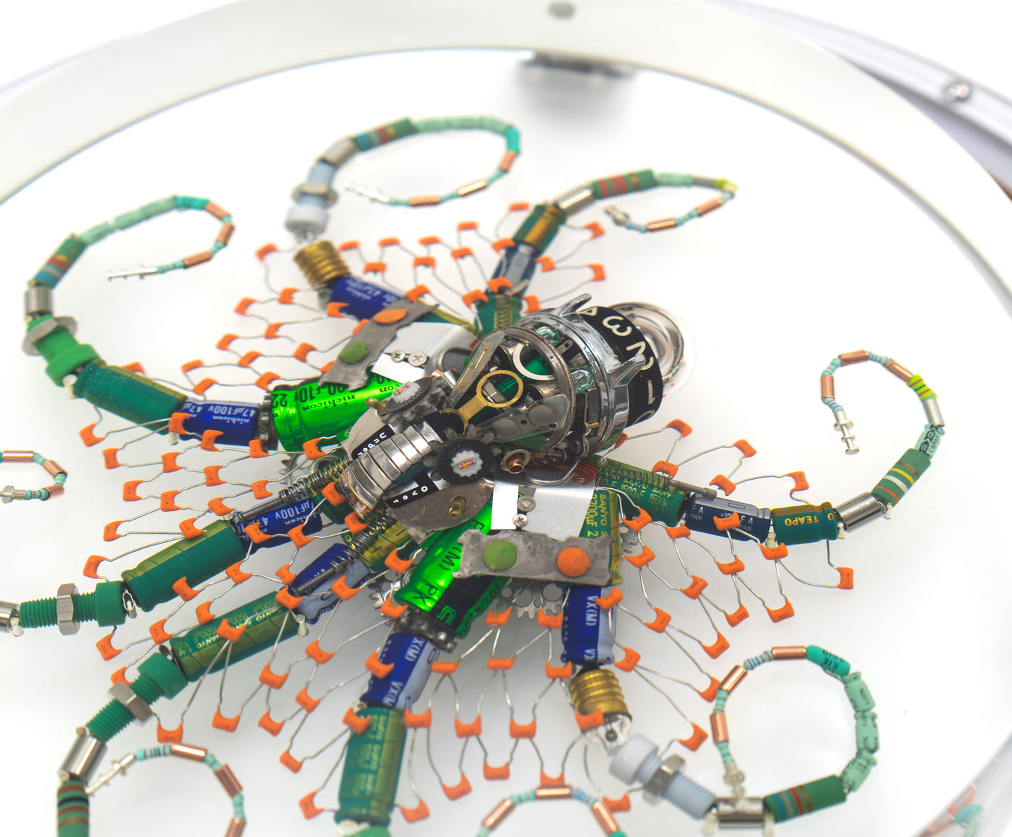 Optic Encoder Octopus (Tube-Head Cephalopod), 2024