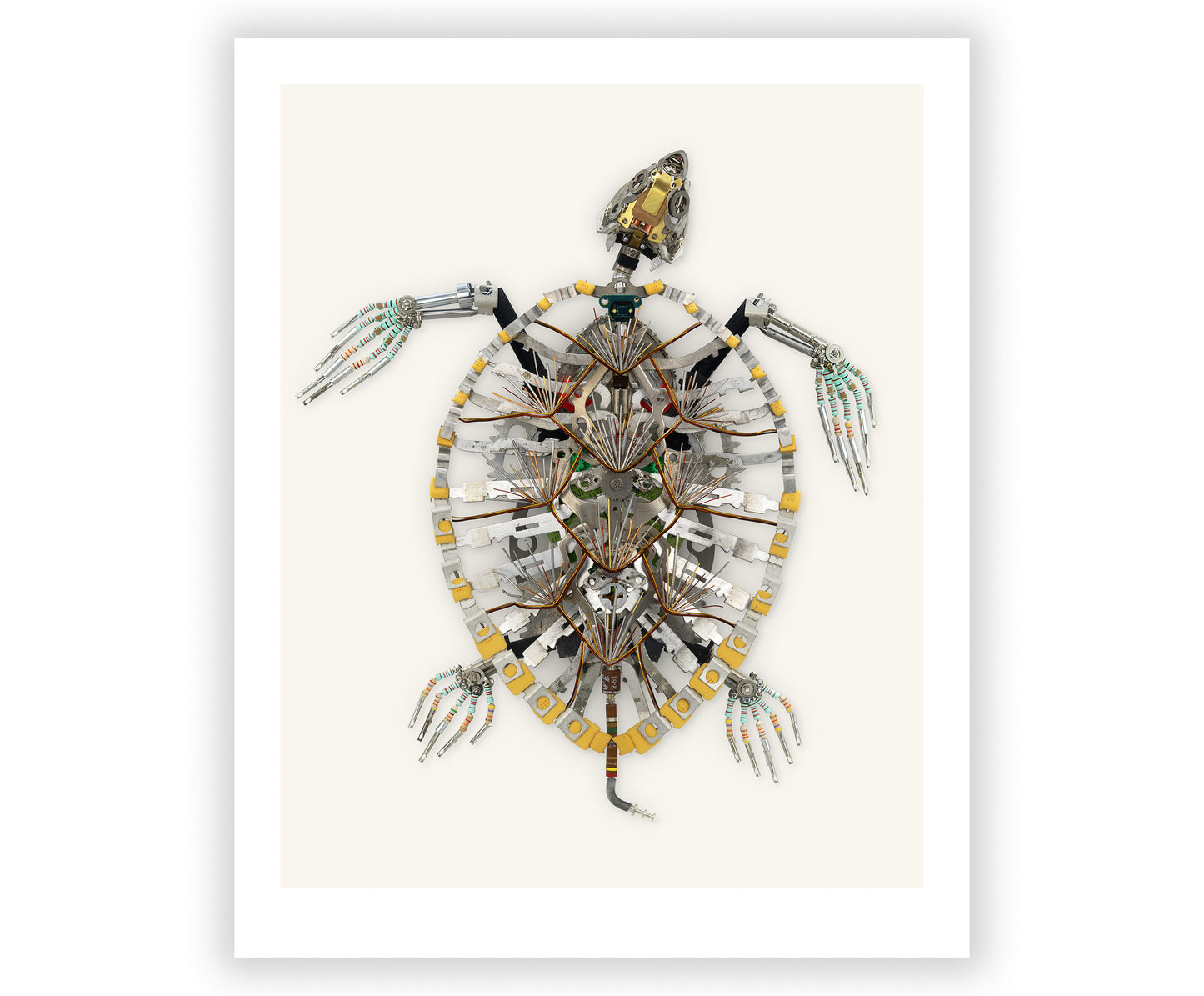 Hawksbill Turtle Signed Fine Art Print (8 x 10)