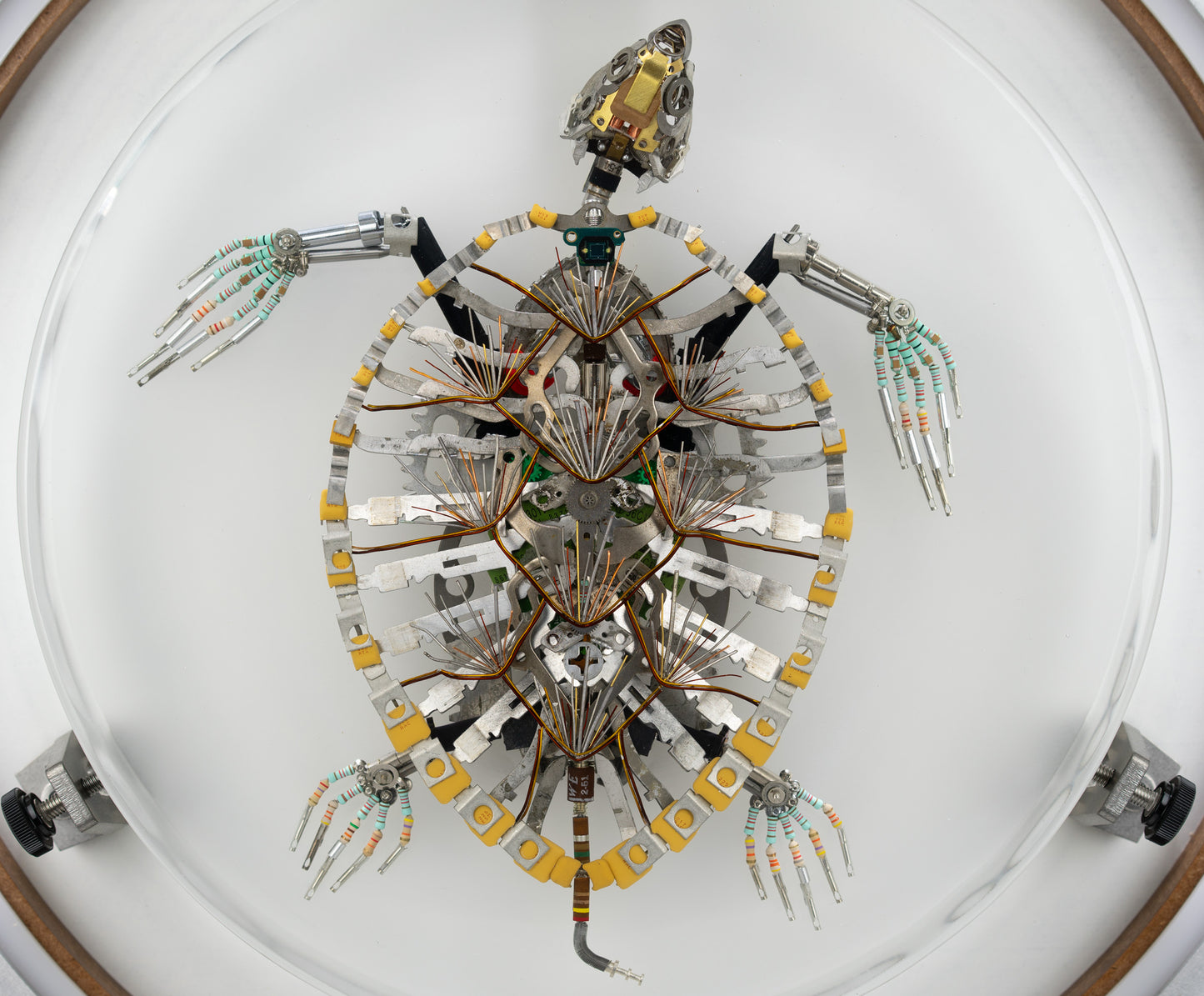 Hawksbill Turtle, 2023