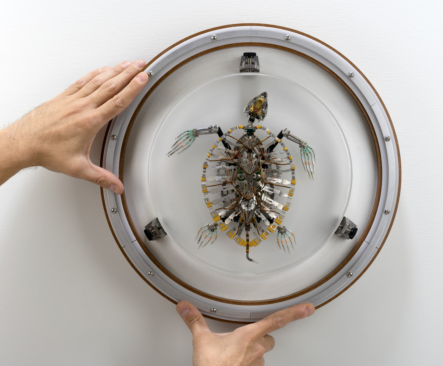 Hawksbill Turtle, 2023