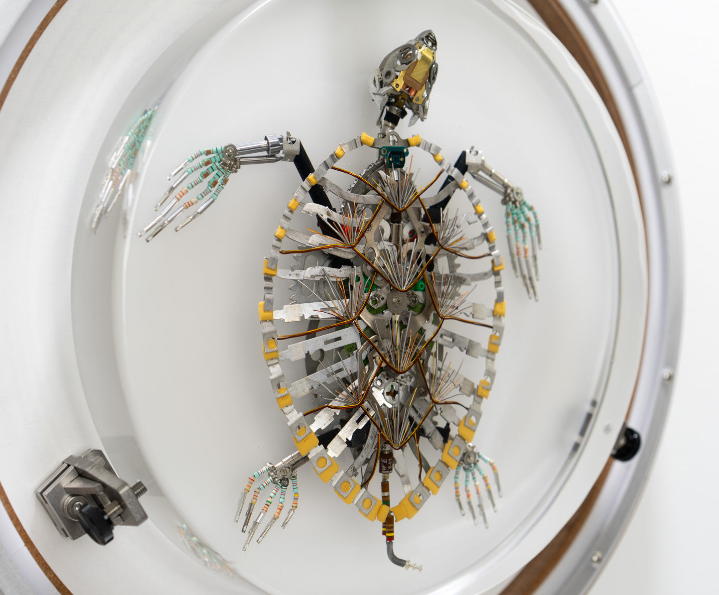 Hawksbill Turtle, 2023