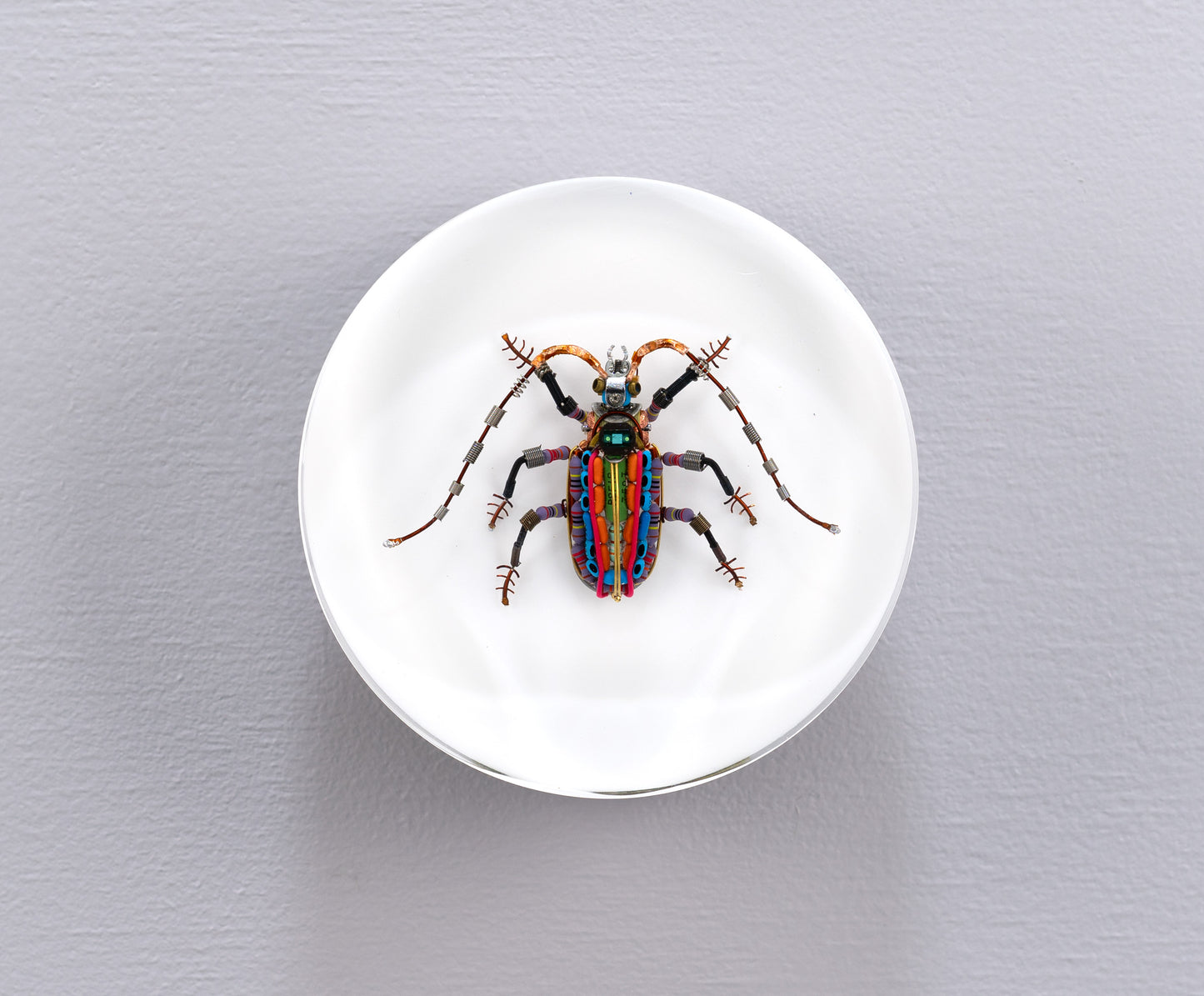Rainbow Longhorn Beetle, 2024