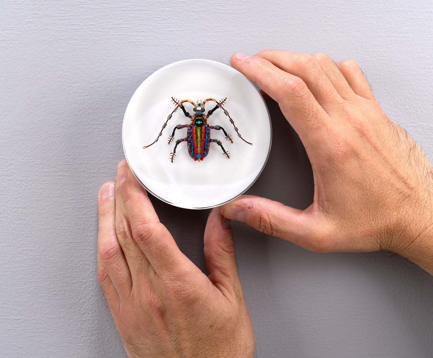 Rainbow Longhorn Beetle, 2024