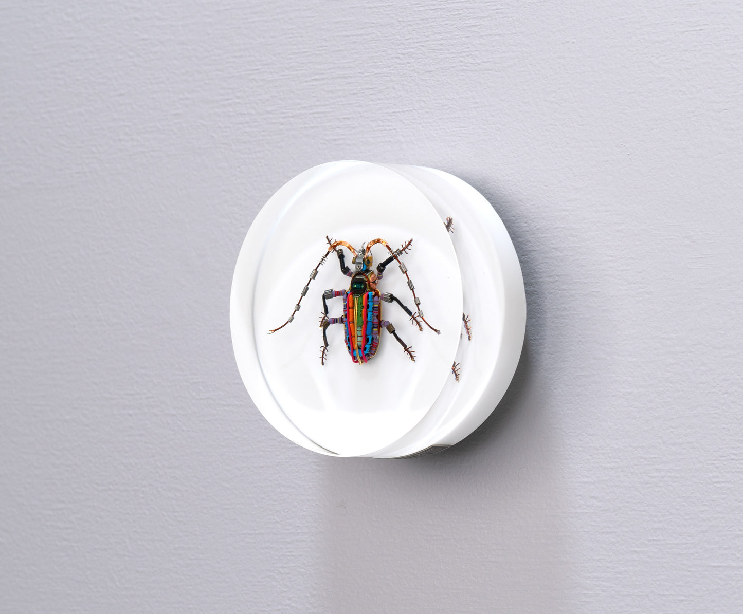 Rainbow Longhorn Beetle, 2024