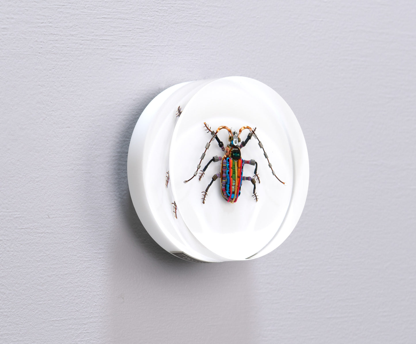 Rainbow Longhorn Beetle, 2024
