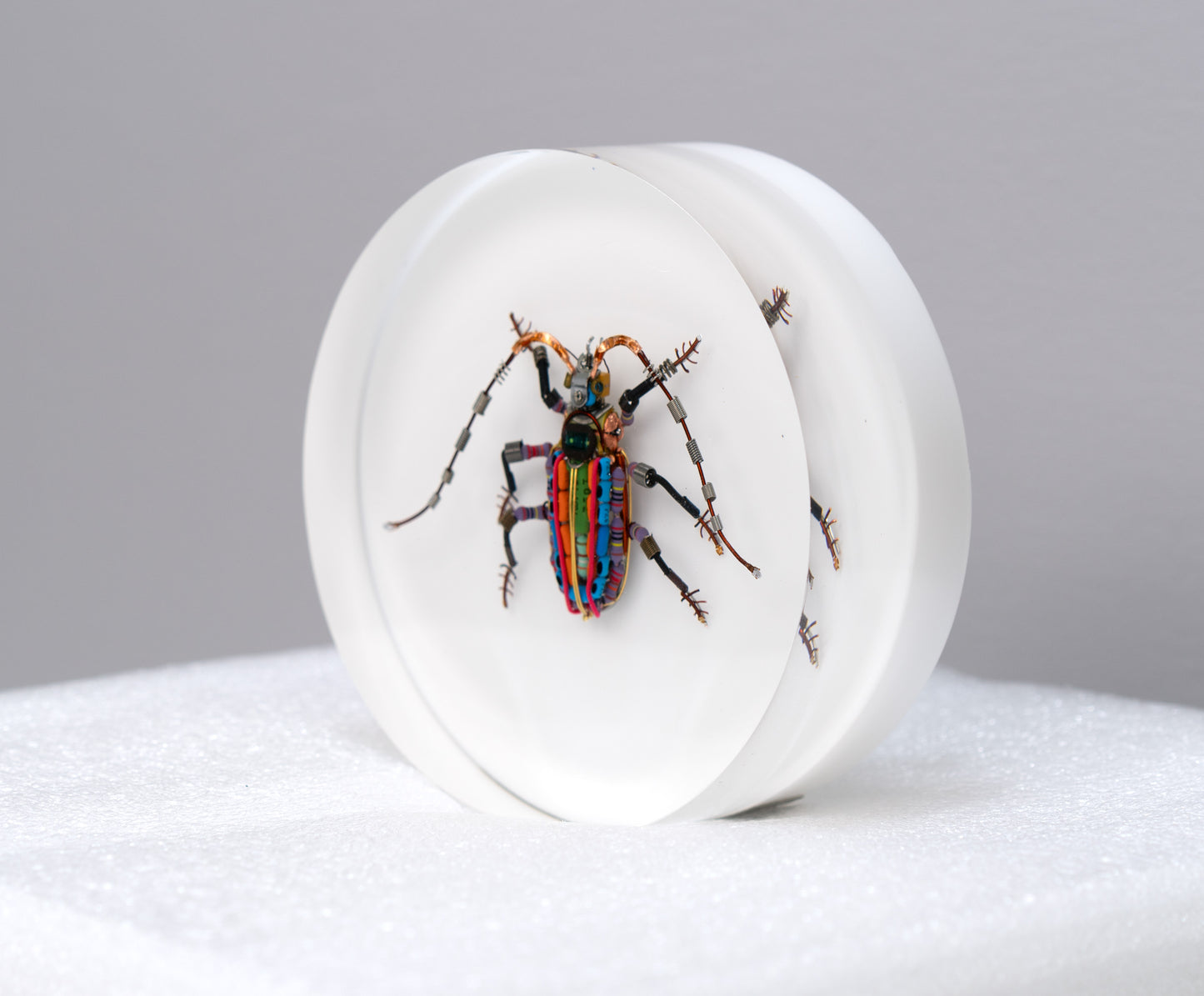 Rainbow Longhorn Beetle, 2024