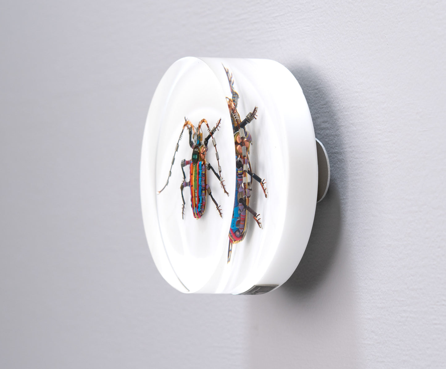 Rainbow Longhorn Beetle, 2024