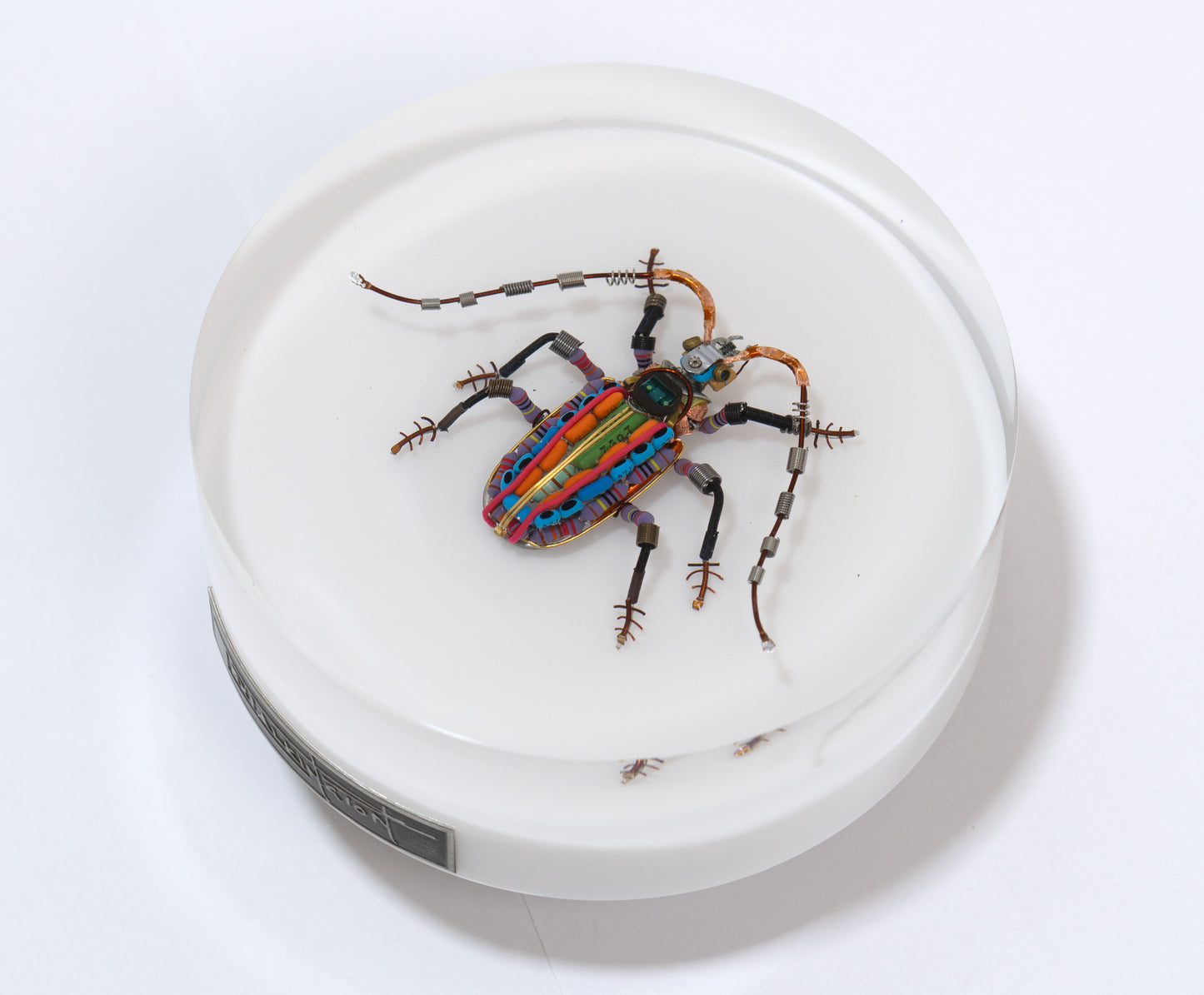 Rainbow Longhorn Beetle, 2024