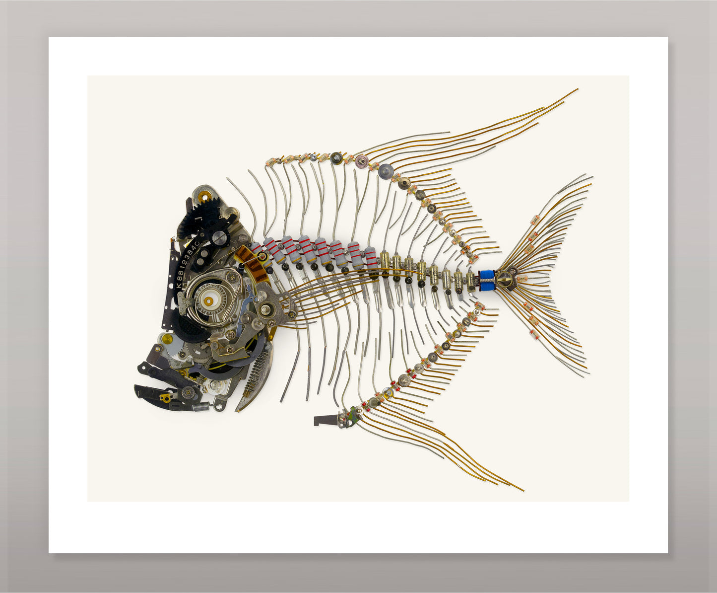 Lookdown Fish Signed Fine Art Print (12 x 10)