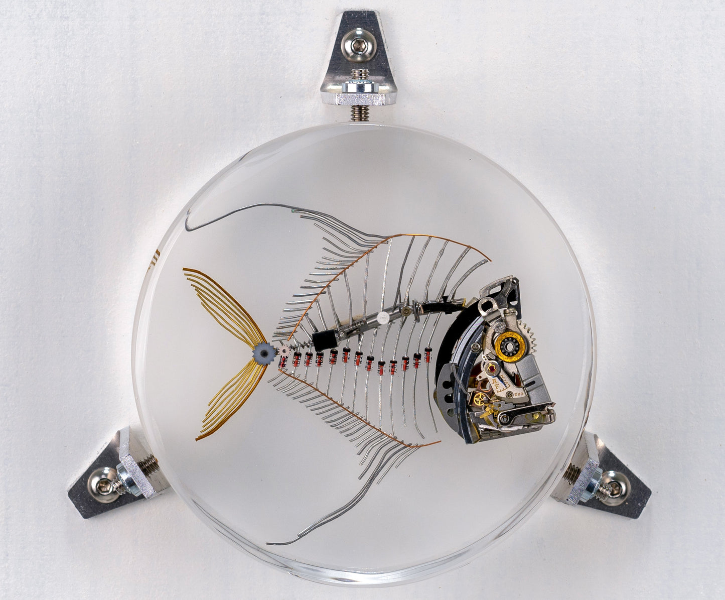 Lunar Lookdown Fish, 2023
