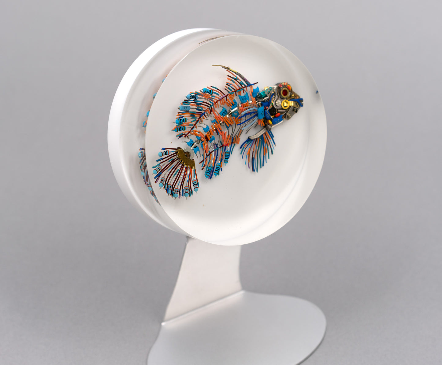 Mandarin Dragonet, 2026