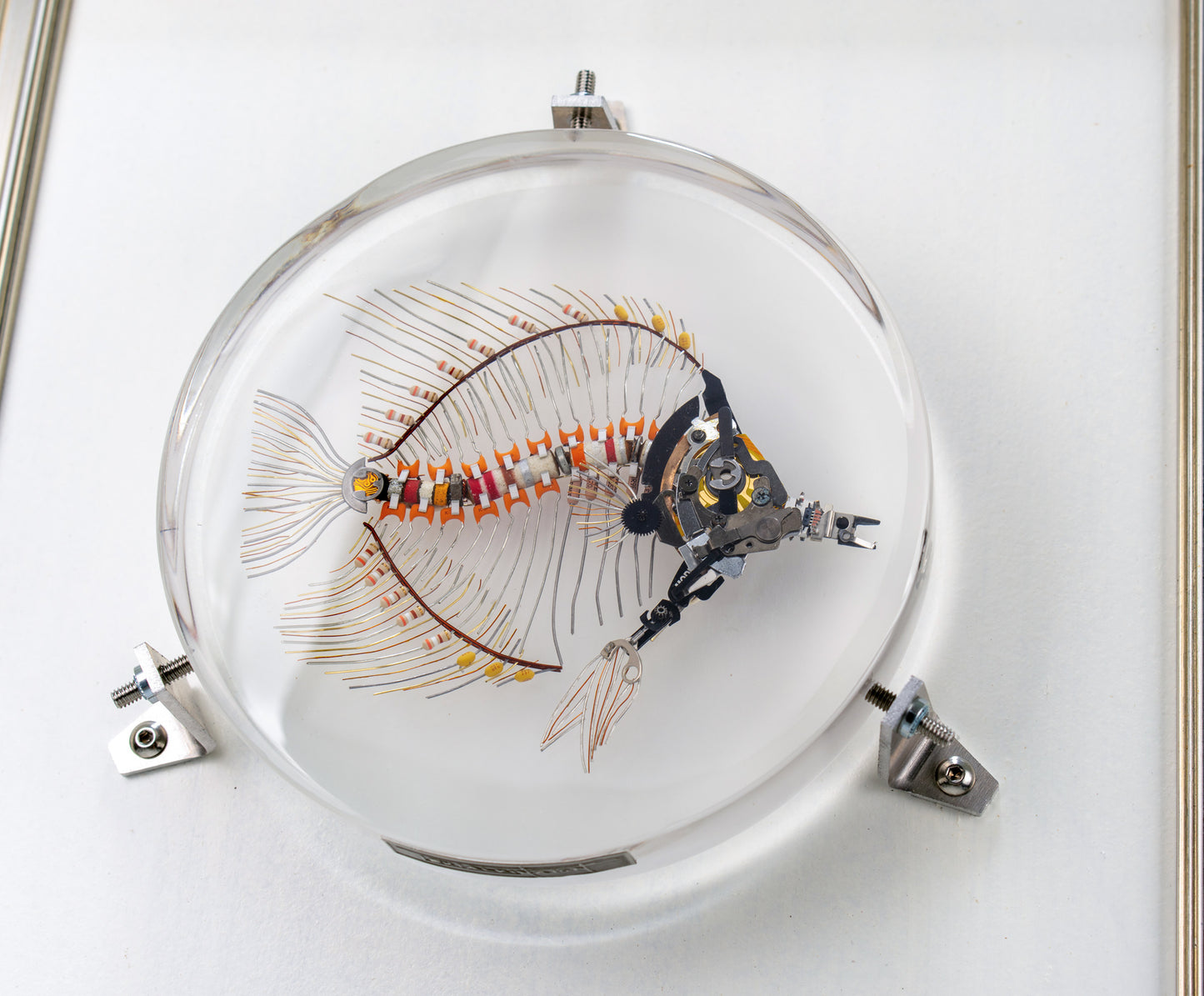Marigold Butterflyfish, 2023