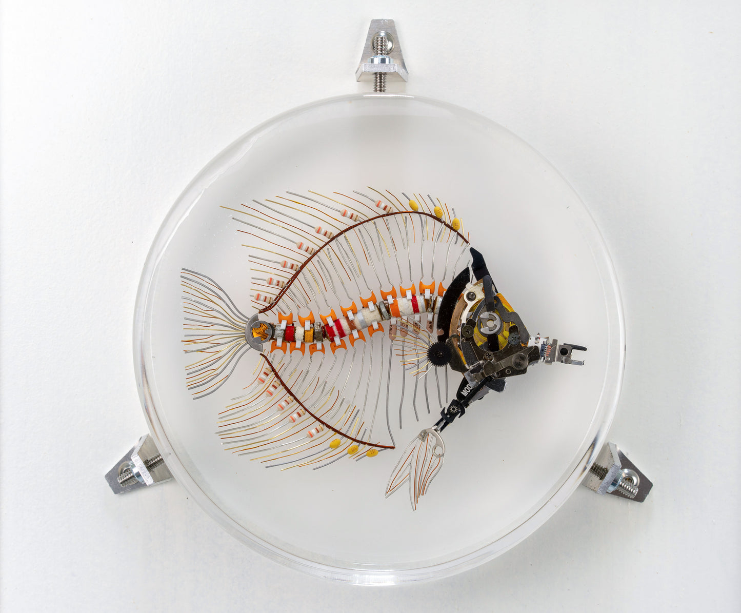 Marigold Butterflyfish, 2023
