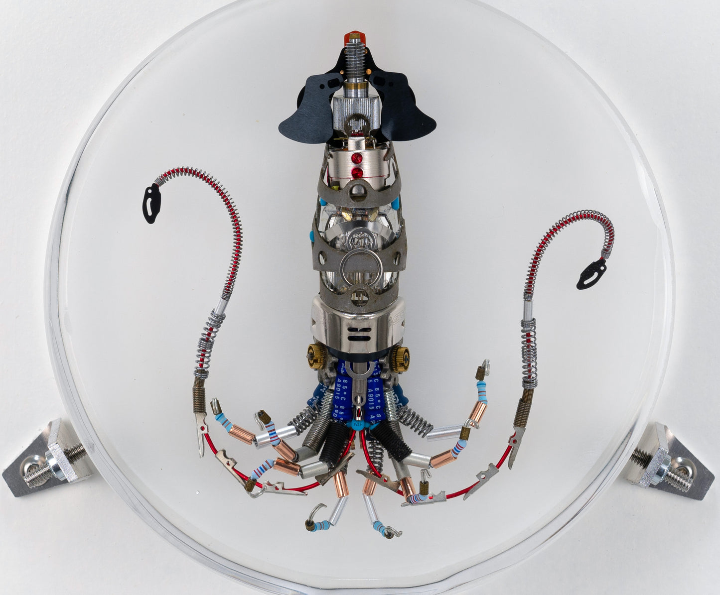 Miniature Giant Squid, 2023