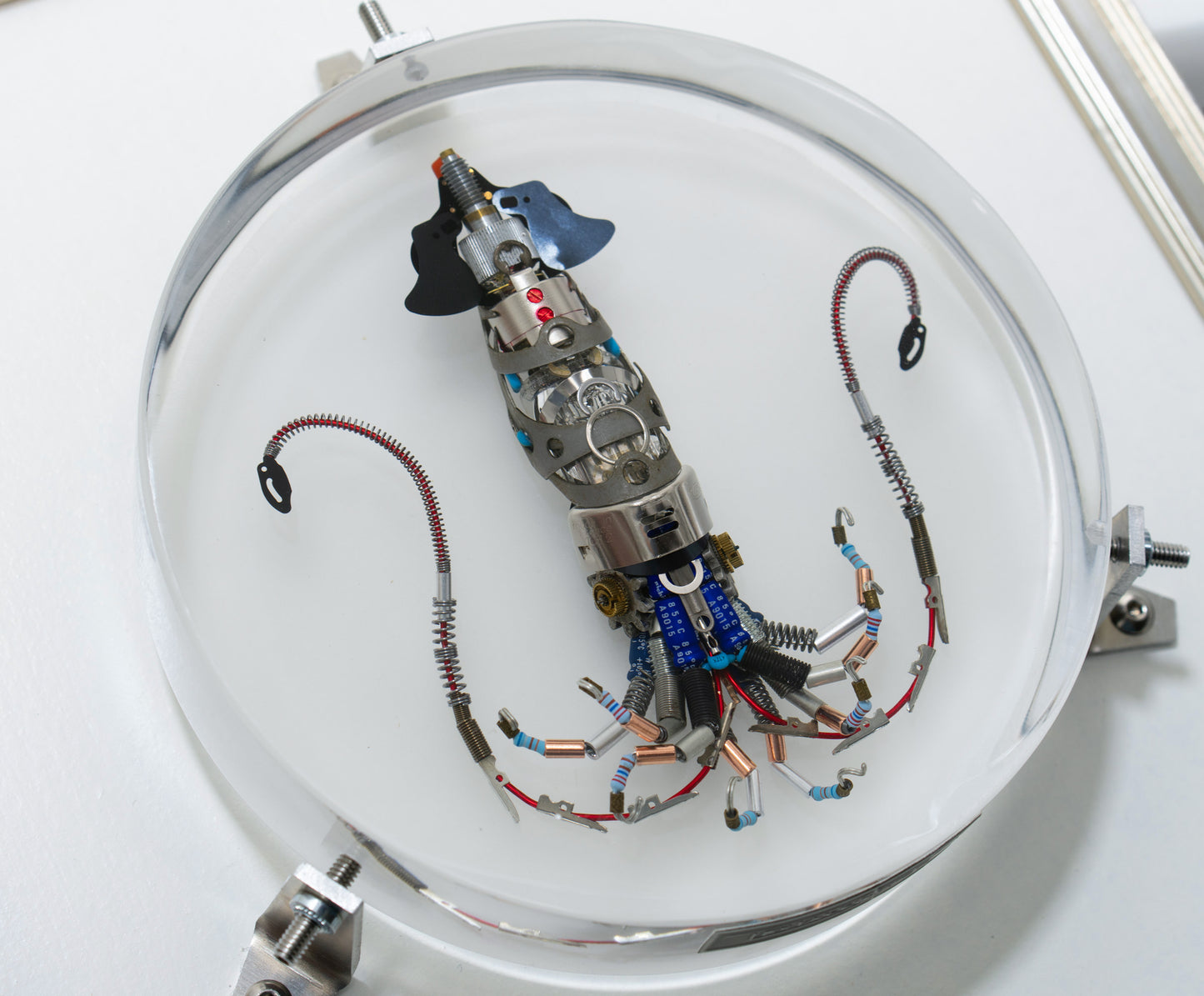 Miniature Giant Squid, 2023