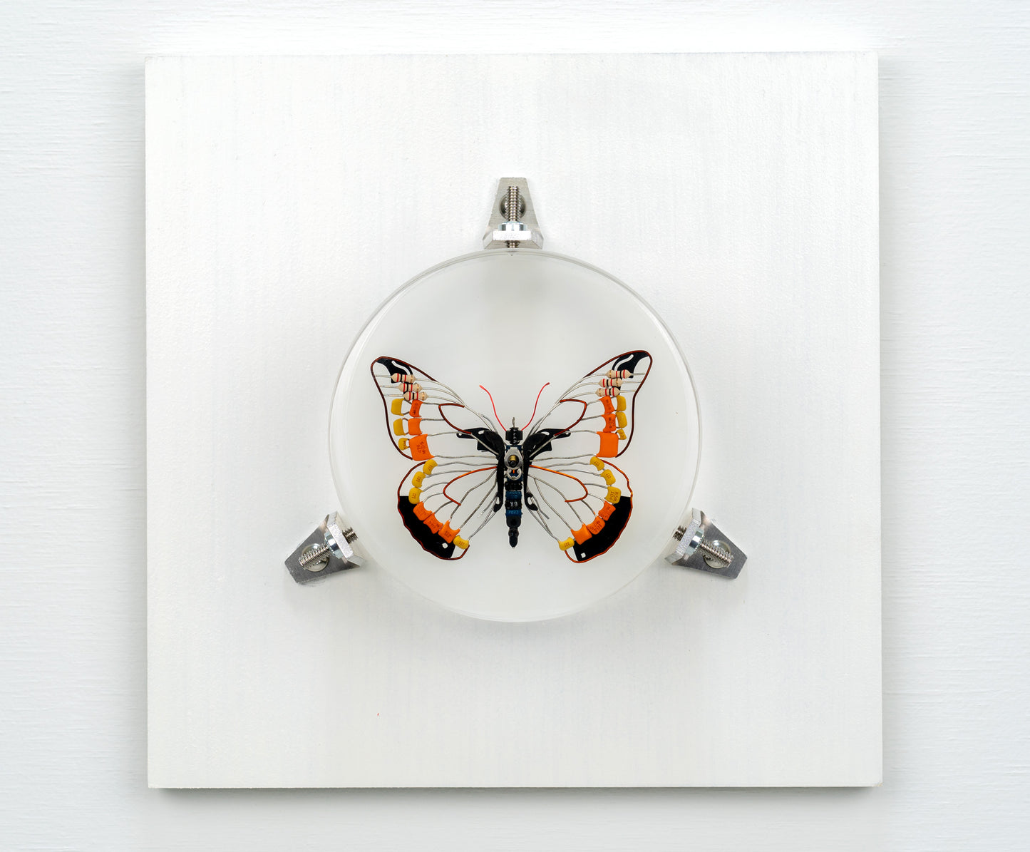 Non-Arc Butterfly, 2023