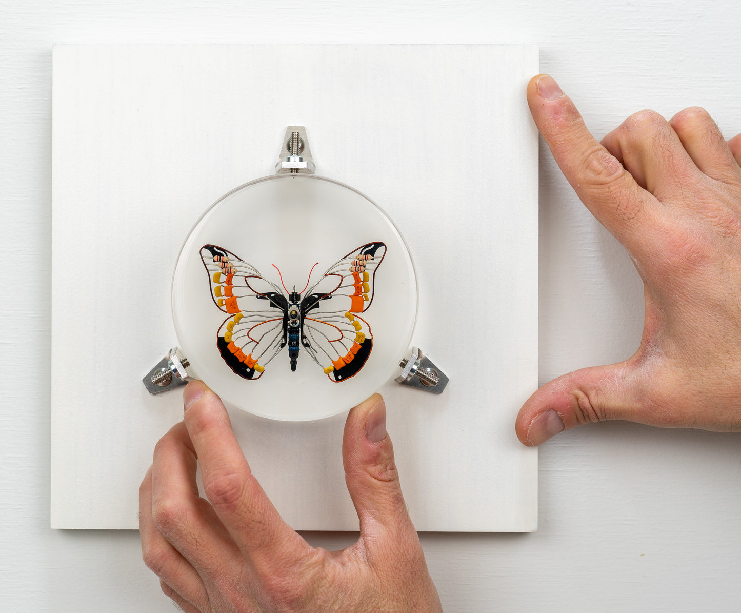 Non-Arc Butterfly, 2023