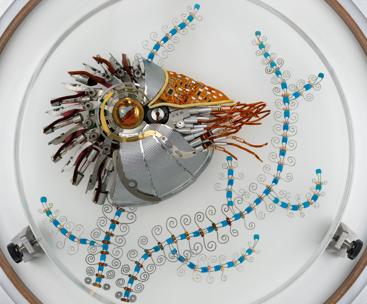 Speira Nautilus, 2023