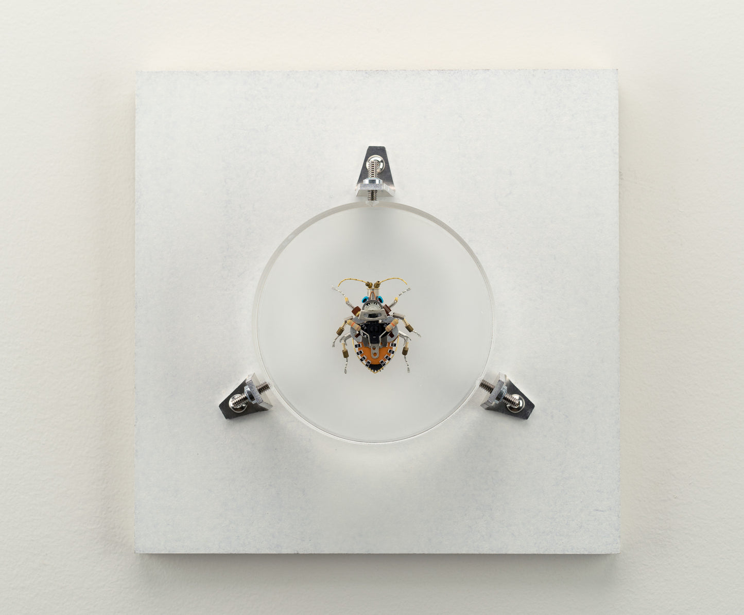 Octabit Shield Bug, 2023