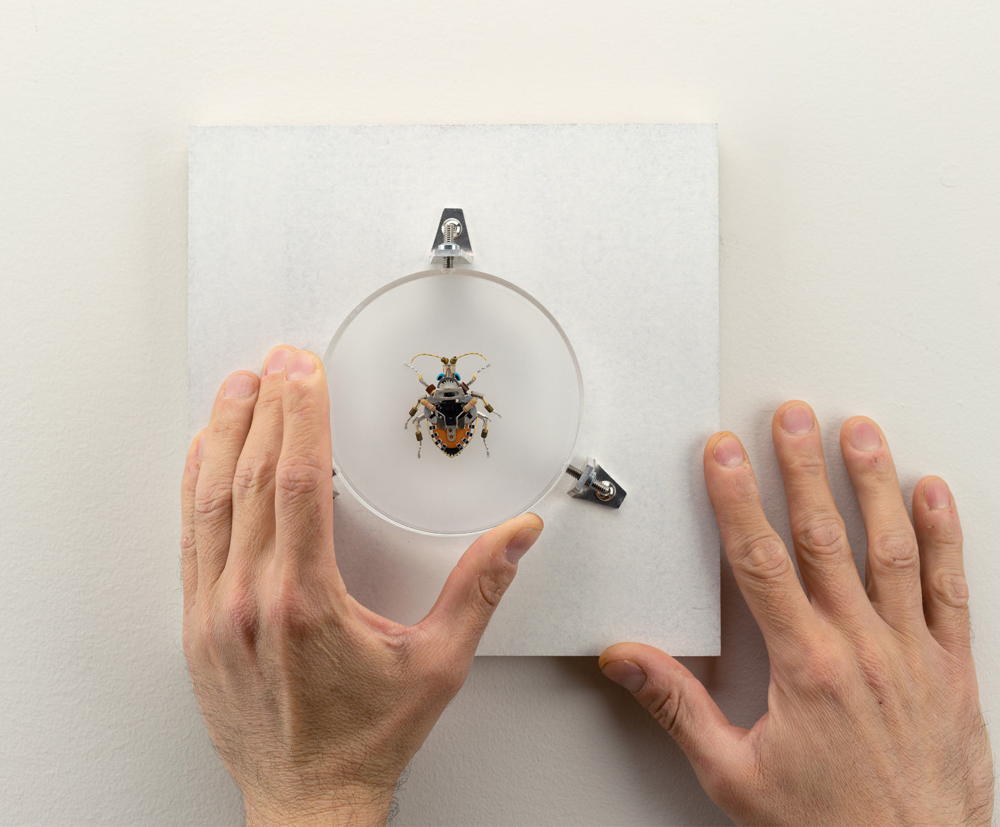 Octabit Shield Bug, 2023