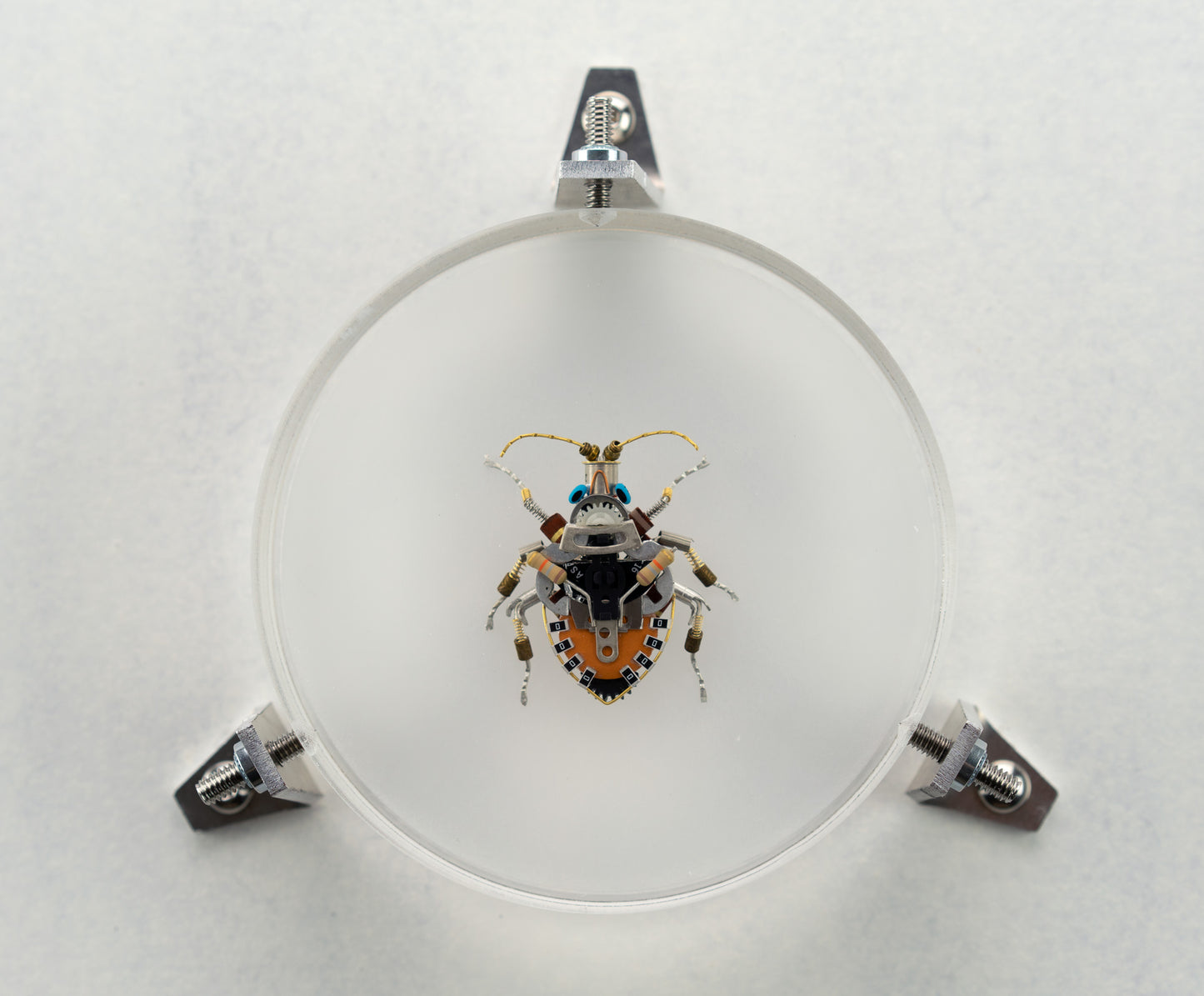 Octabit Shield Bug, 2023