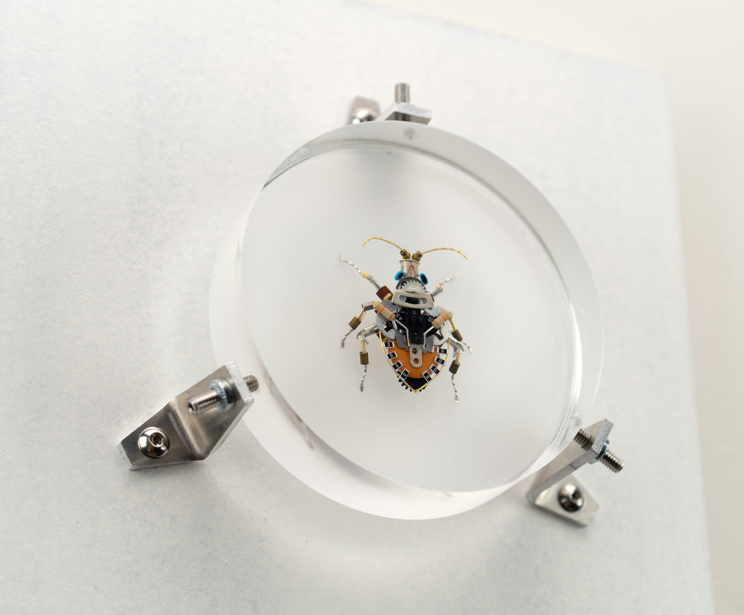 Octabit Shield Bug, 2023