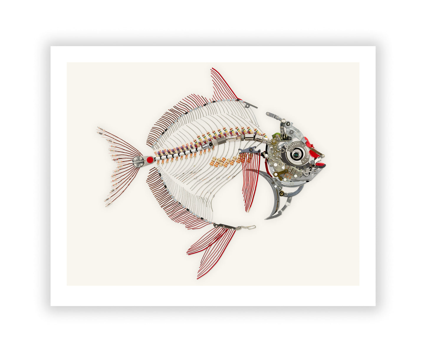 Opah Signed Fine Art Print (8 x 10)