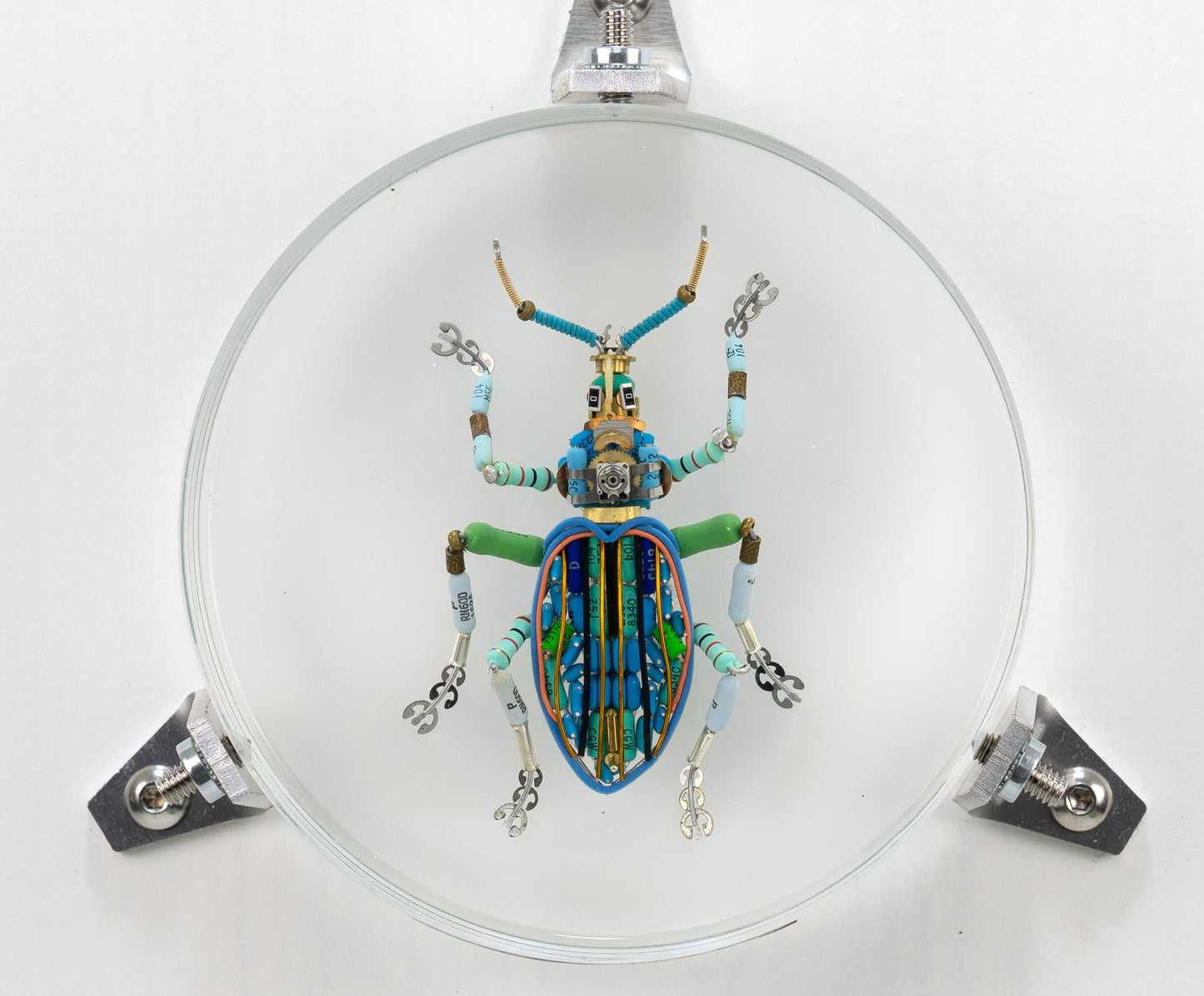 Painted Weevil (Eupholus bennetti), 2024