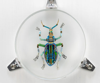 Painted Weevil (Eupholus bennetti), 2024