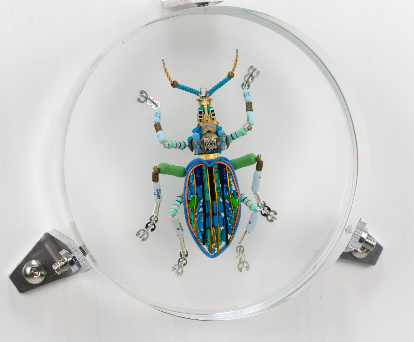 Painted Weevil (Eupholus bennetti), 2024