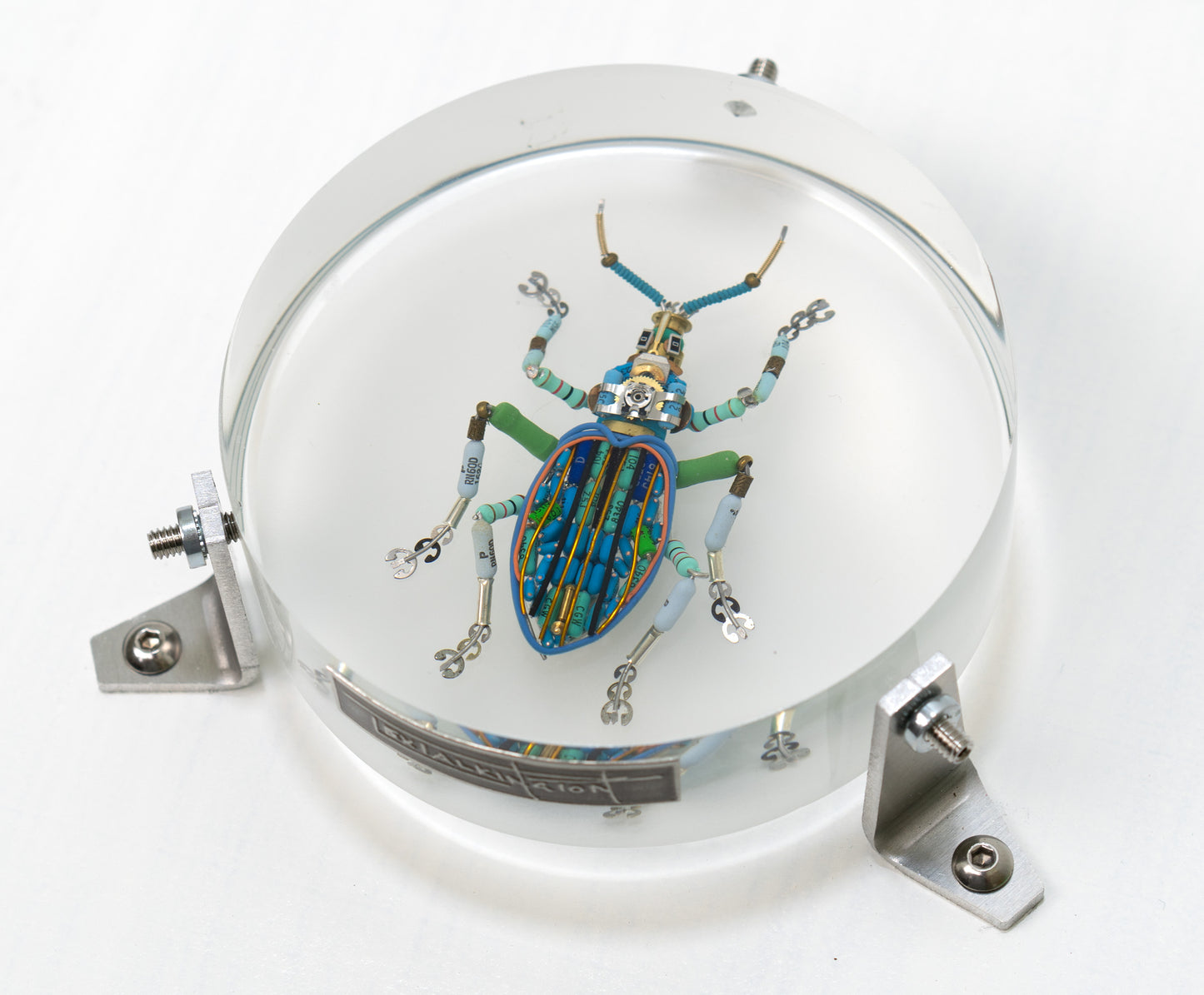 Painted Weevil (Eupholus bennetti), 2024