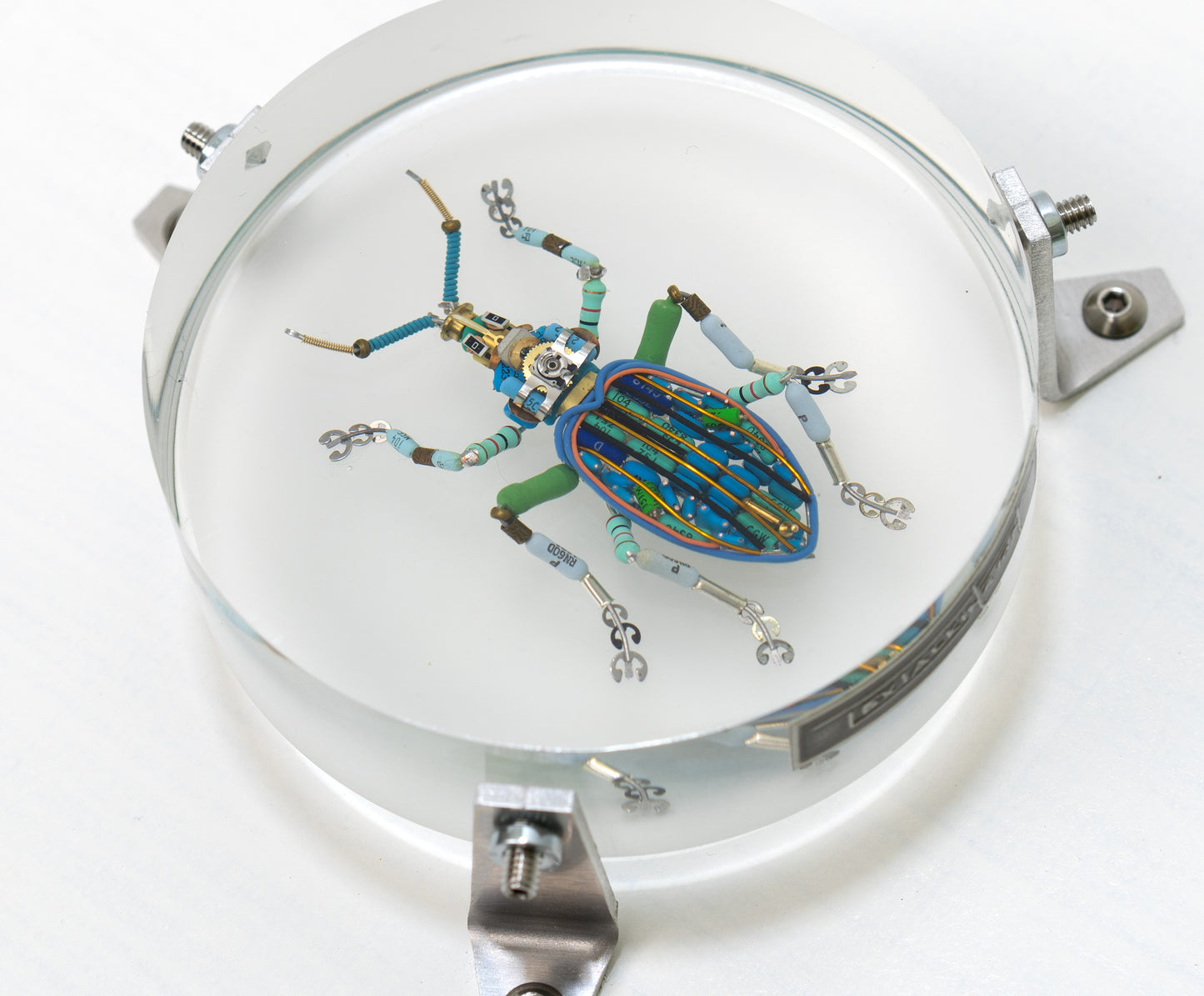 Painted Weevil (Eupholus bennetti), 2024