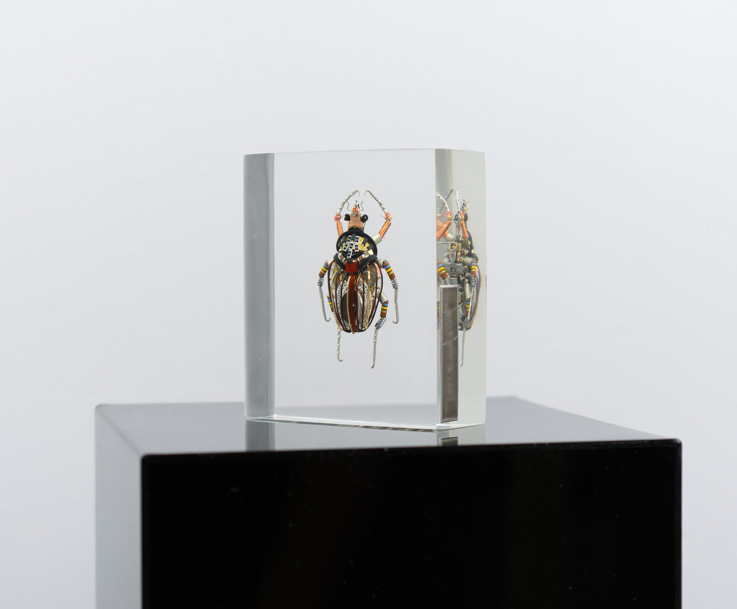 Perpetual Date Flower Beetle, 2025
